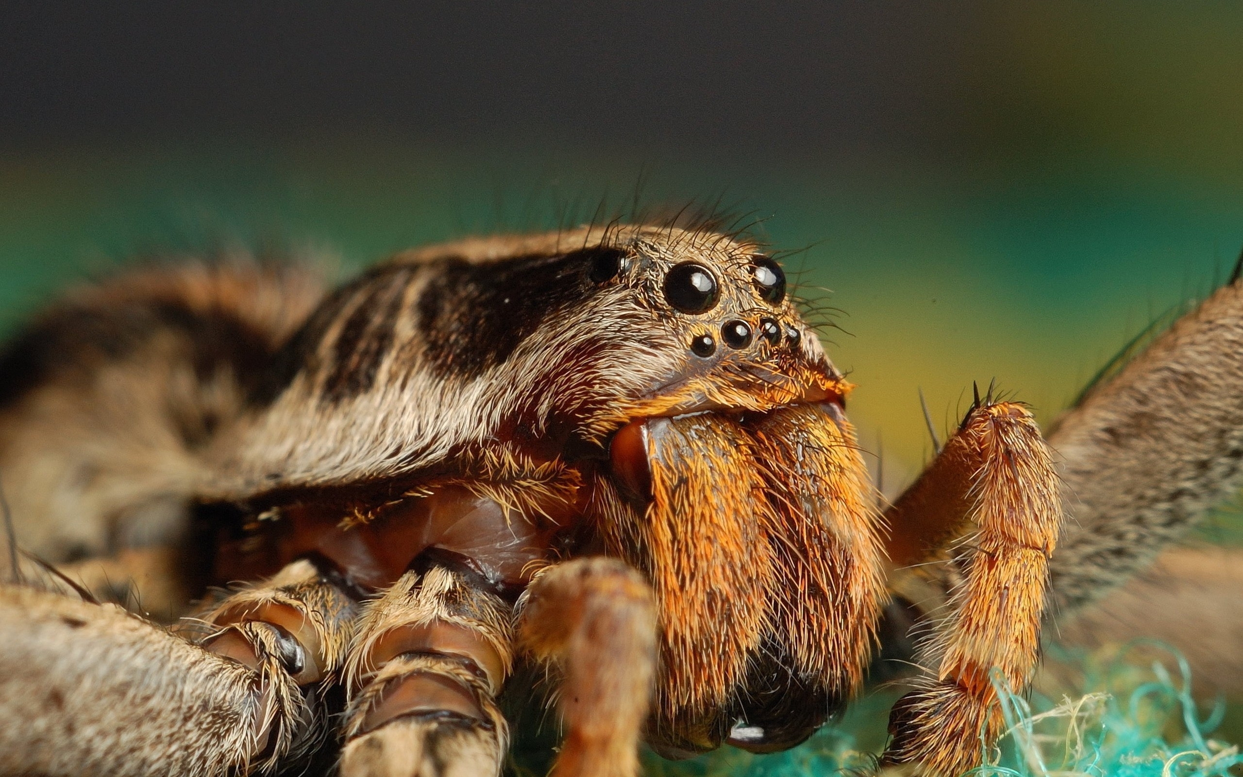 Wallpaper, spider, insect, eyes, paws, fur 2560x1600