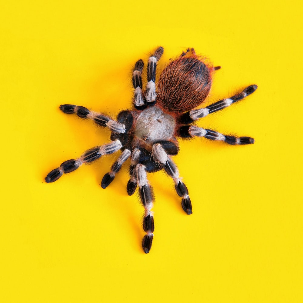 [HQ] Spider Picture. Download Free Image