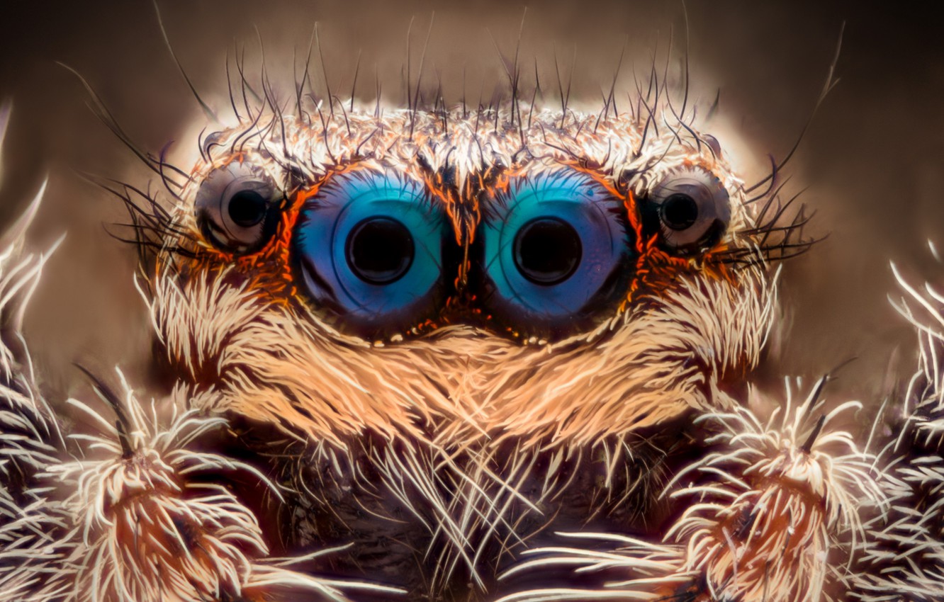Wallpaper spider, eyes, insect, hairs image for desktop, section макро