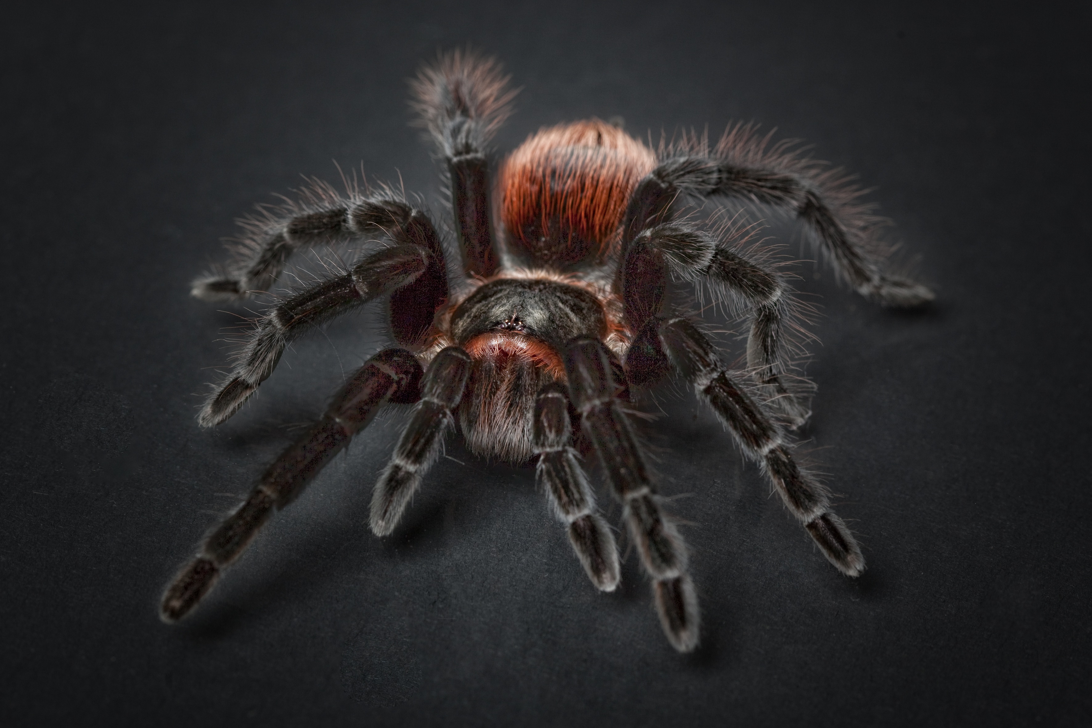 Spider Tarantula Arachnophobia Insect Macro, HD Animals, 4k Wallpaper, Image, Background, Photo and Picture