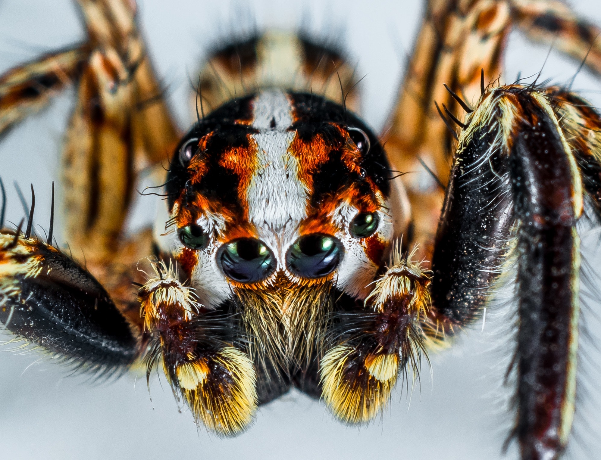 Brazilian Wandering Spider · Free