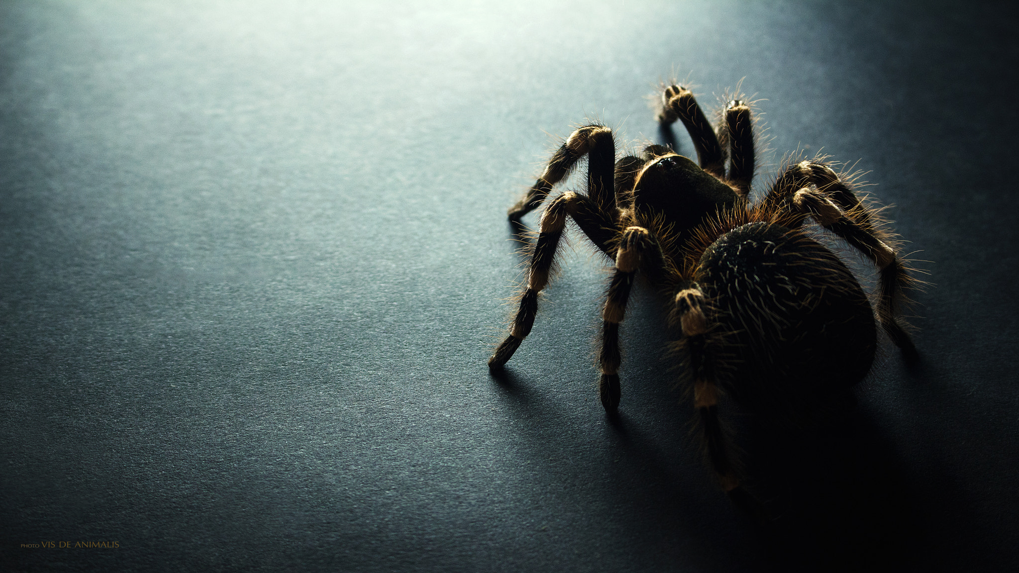 dark, Spider, Animals, Insect Wallpaper HD / Desktop and Mobile Background