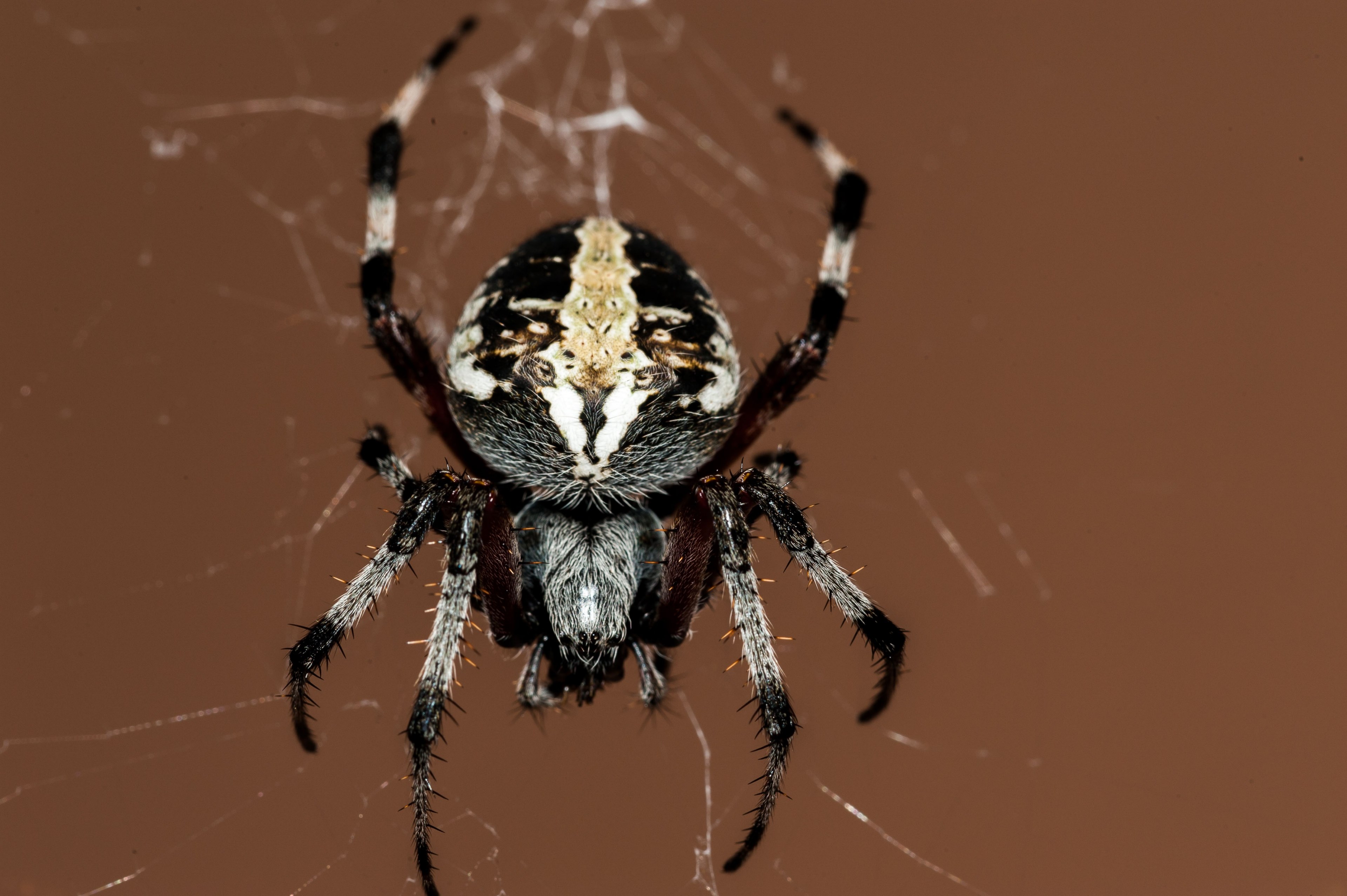 Wallpaper / spider insect macro nature outside cobweb 4k wallpaper