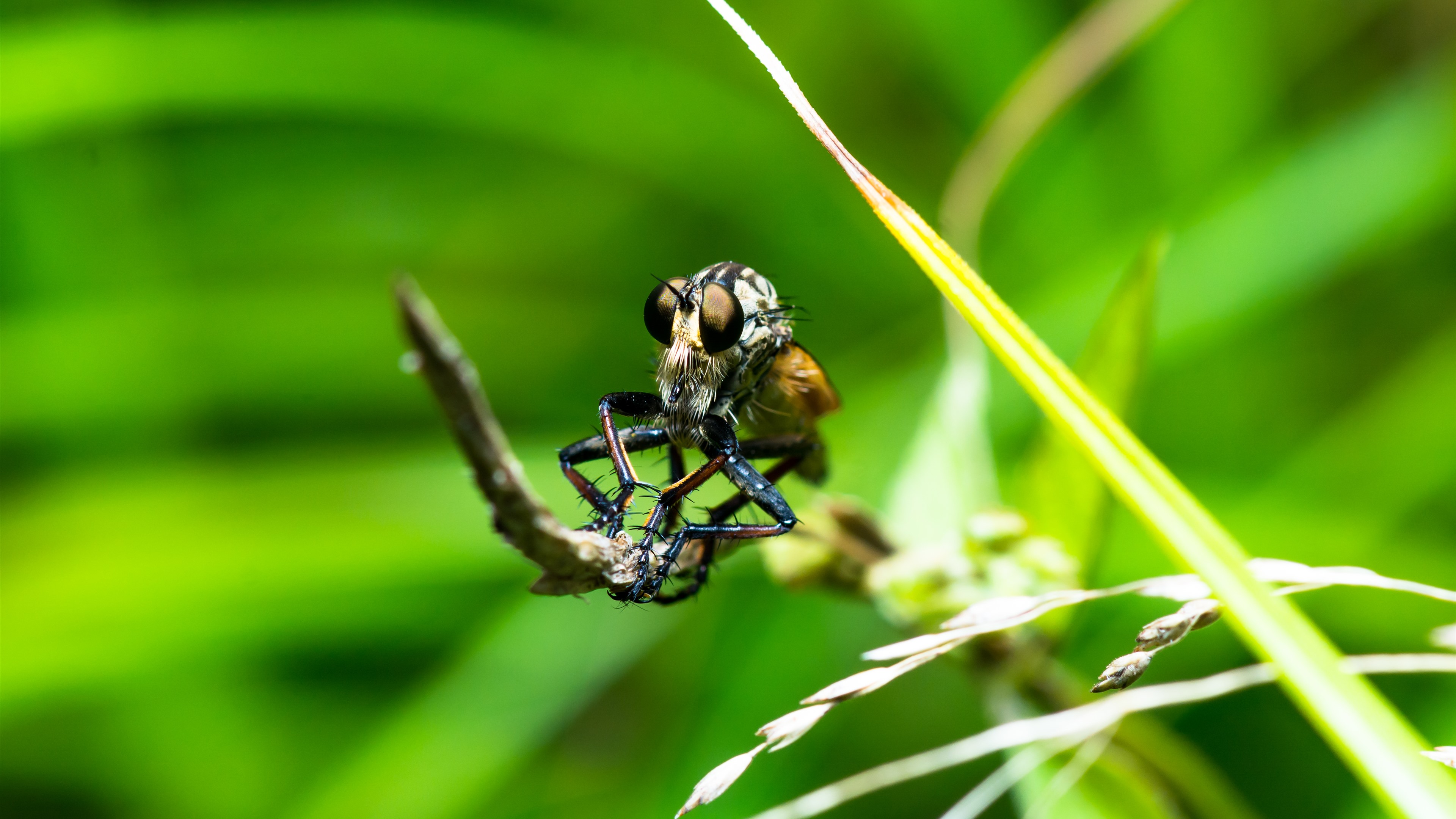 Wallpaper Spider, insect, grass 3840x2160 UHD 4K Picture, Image