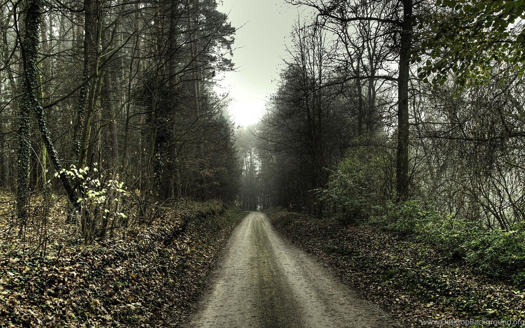 Haunted Forest Scary Road HD Wallpaper Widescreen 1920x1440 Desktop Background