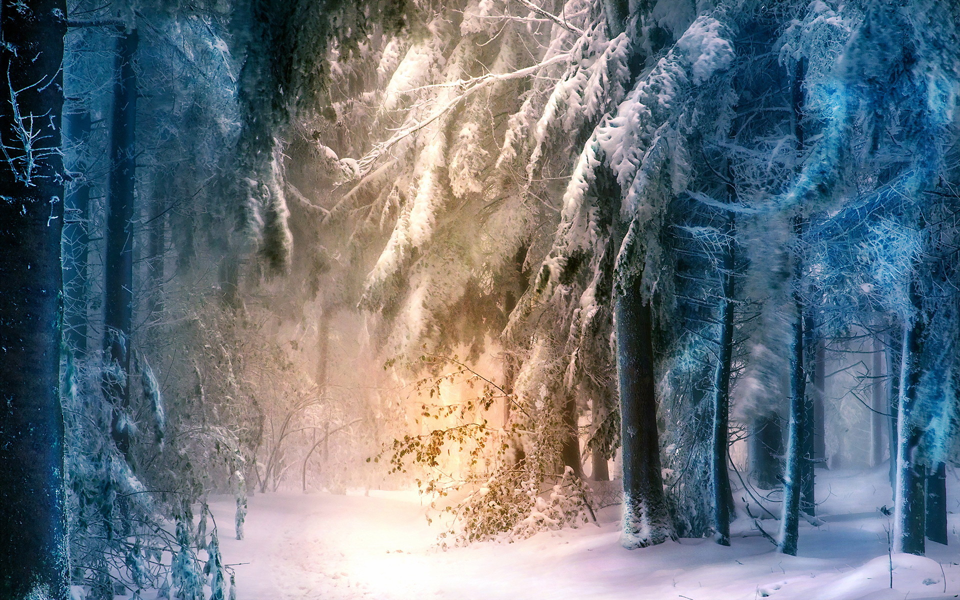 Magical winter forest. Download free wallpaper wide beautiful scenery for a smartphone. Winter