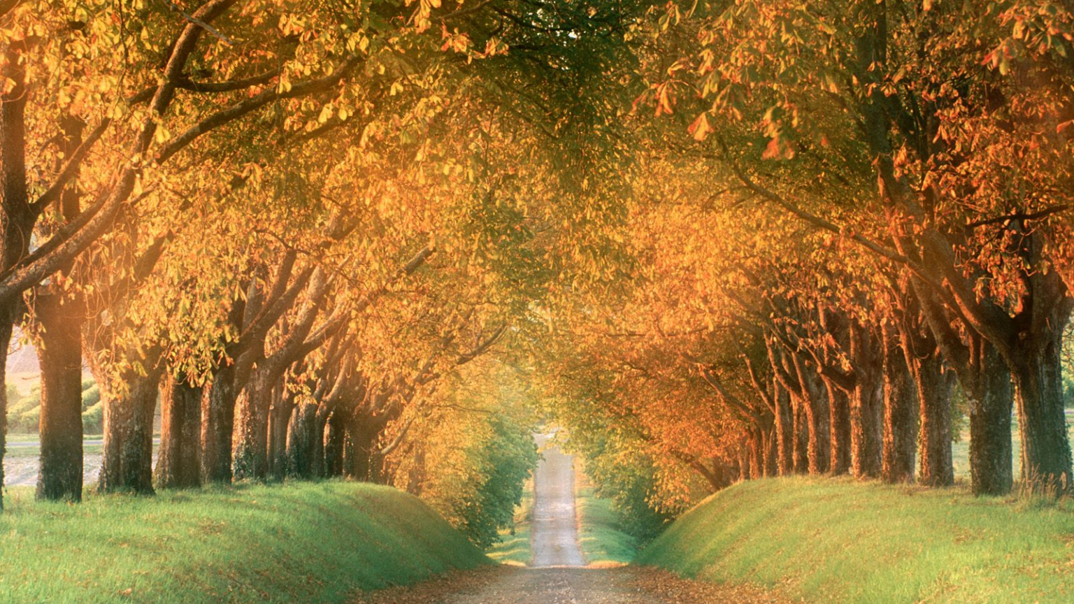 Free download Autumn Road Cognac Region France [1600x1200] for your Desktop, Mobile & Tablet. Explore Fall Colors Background. Autumn Colors Desktop Wallpaper, Free Fall Colors Wallpaper
