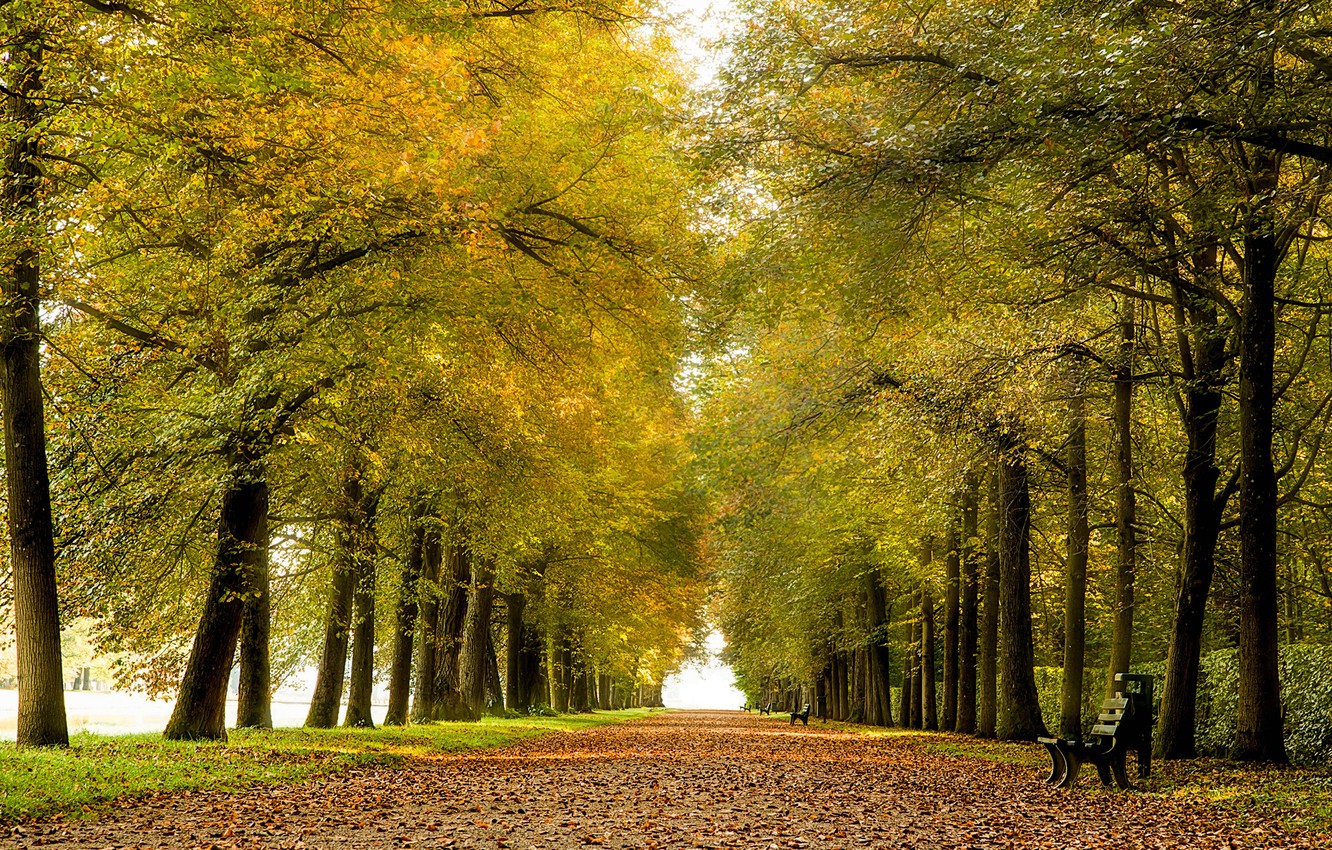 Wallpaper autumn, leaves, Park, alley, benches image for desktop, section природа