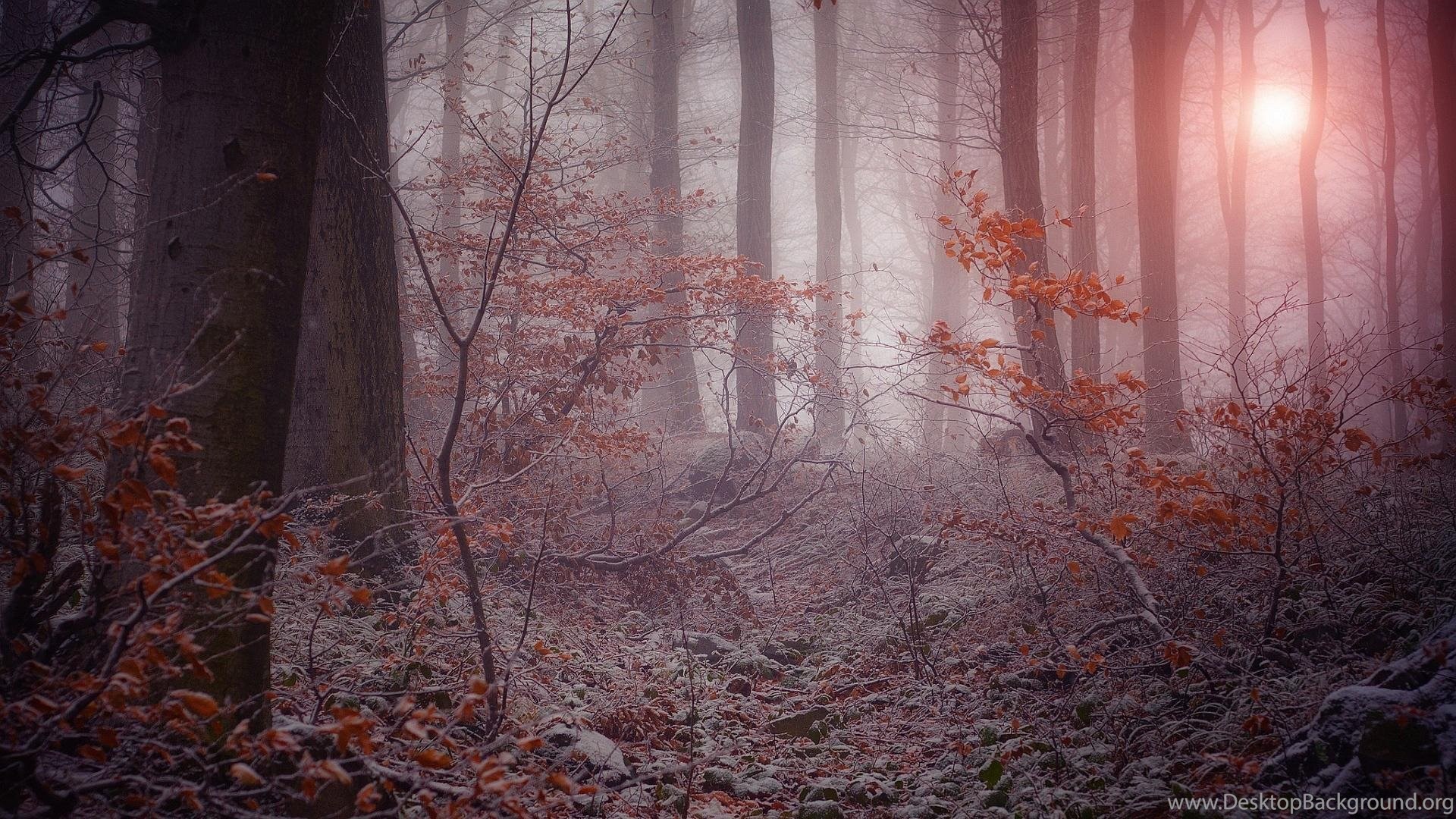 Mystical Forest In Winter >> HD Wallpaper, Get It Now! Desktop Background