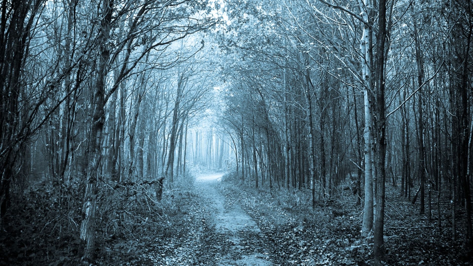 Mystical Forest Path HD Wallpaper. Mystical forest, Winter nature, Forest path