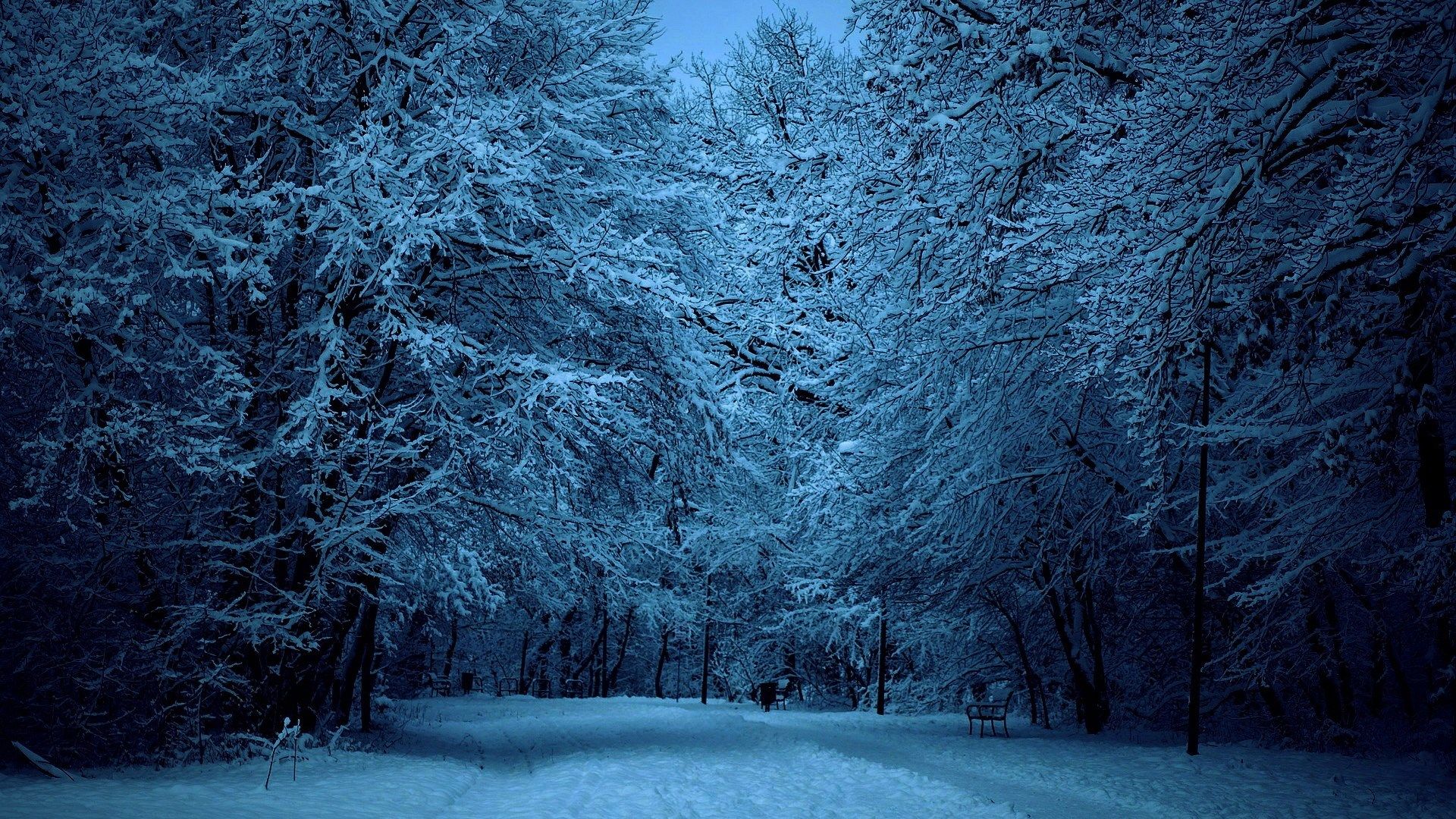 winter picture free for deskx1080. Winter forest, Winter trees, Winter wallpaper