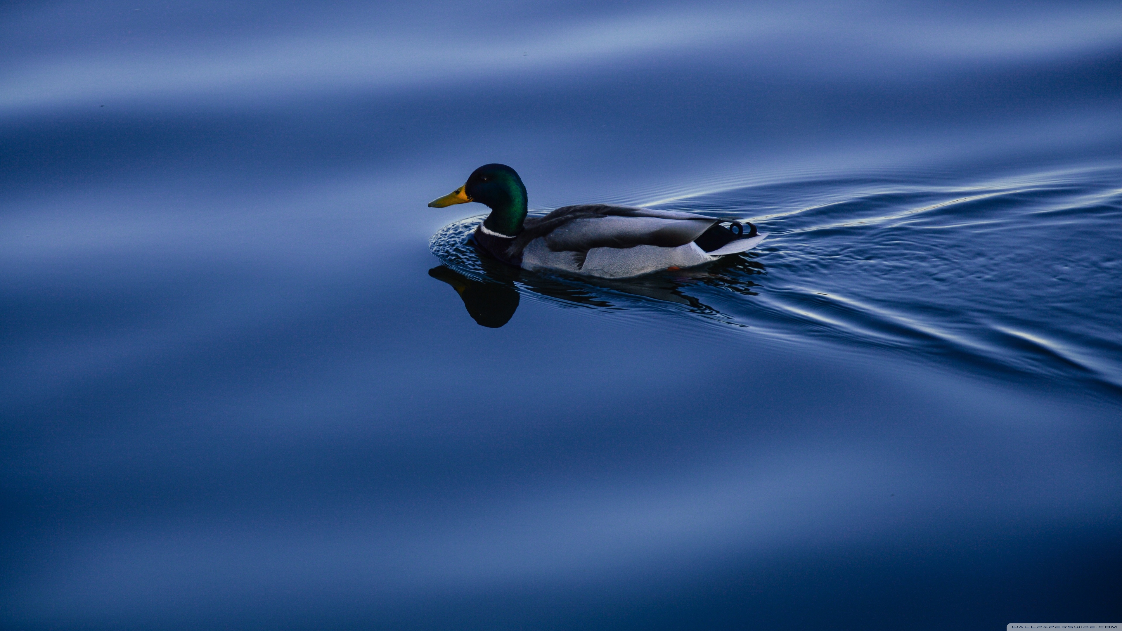 Mallard Duck Ultra HD Desktop Background Wallpaper for 4K UHD TV, Widescreen & UltraWide Desktop & Laptop, Tablet