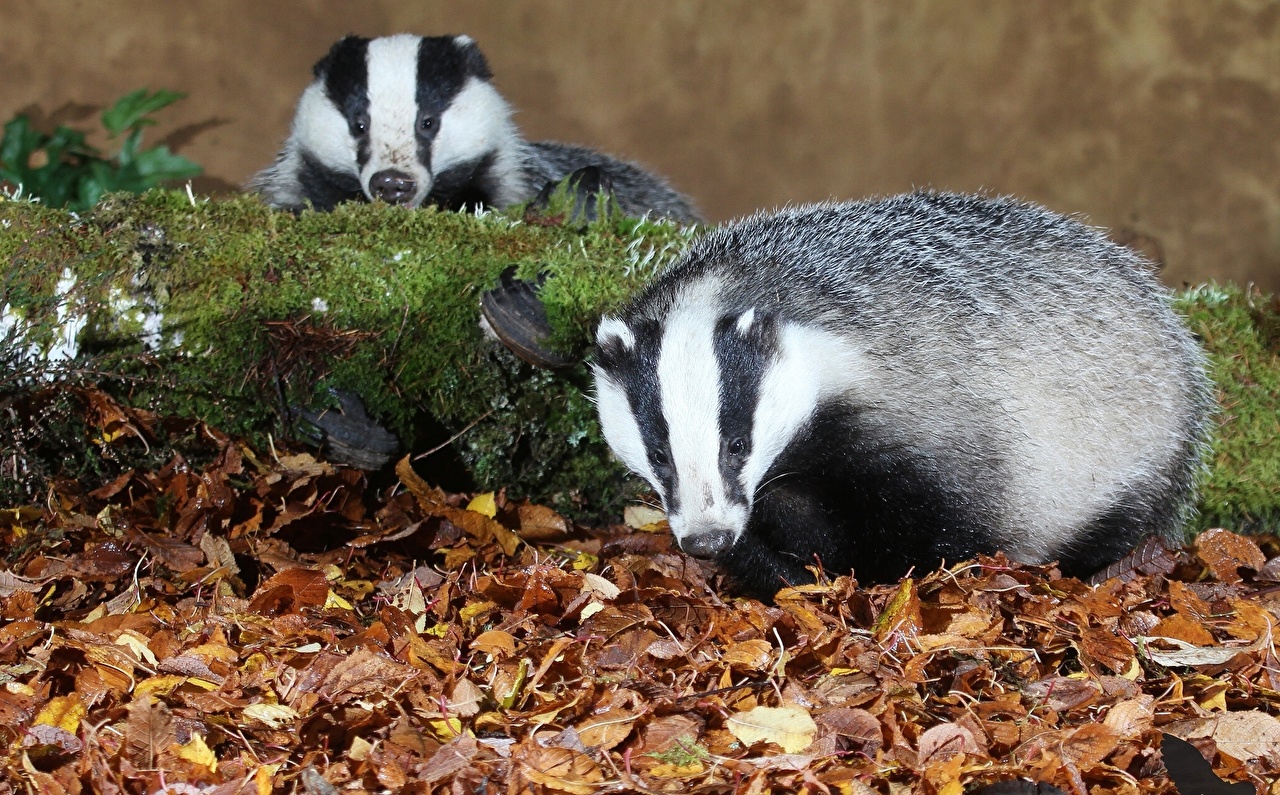 image Foliage European badger Two Autumn Moss animal