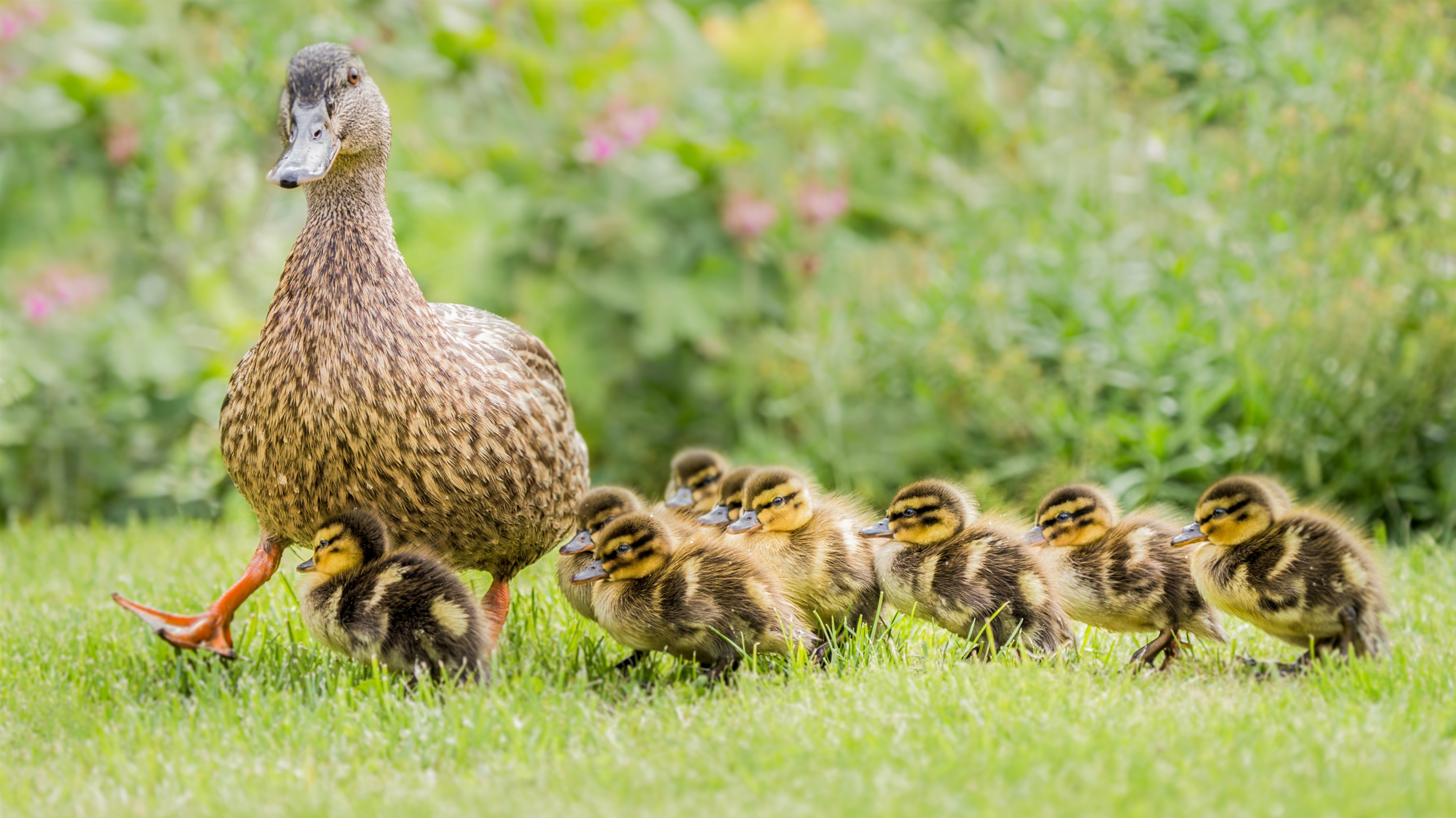Wallpaper Ducks, family, grass, ducklings 3840x2160 UHD 4K Picture, Image