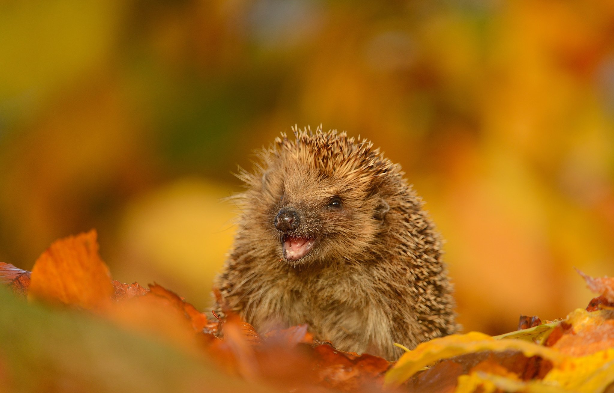 Hedgehog joy mood leaves autumn wallpaperx1311