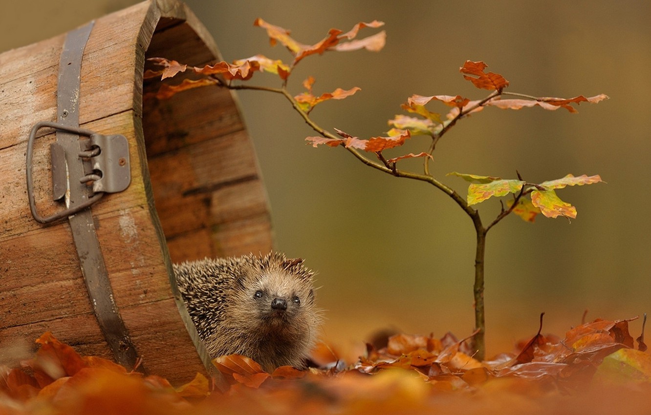 Wallpaper autumn, nature, branch, hedgehog, leaves.autumn image for desktop, section животные