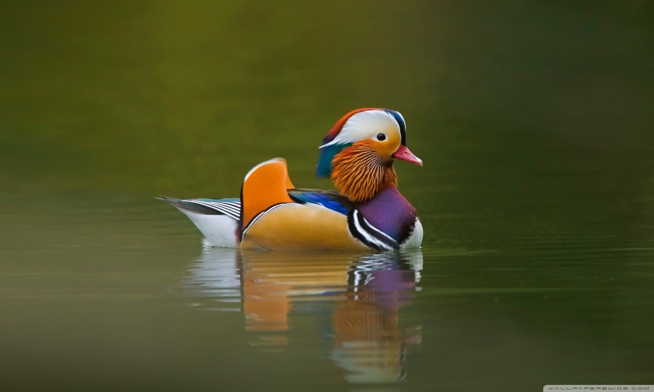 Mandarin Duck Ultra HD Desktop Background Wallpaper for 4K UHD TV, Tablet