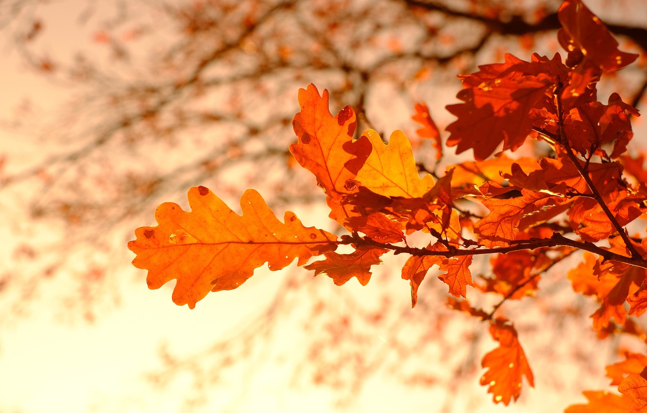Wallpaper autumn, leaves, branches, bokeh, oak, autumn leaves image for desktop, section природа
