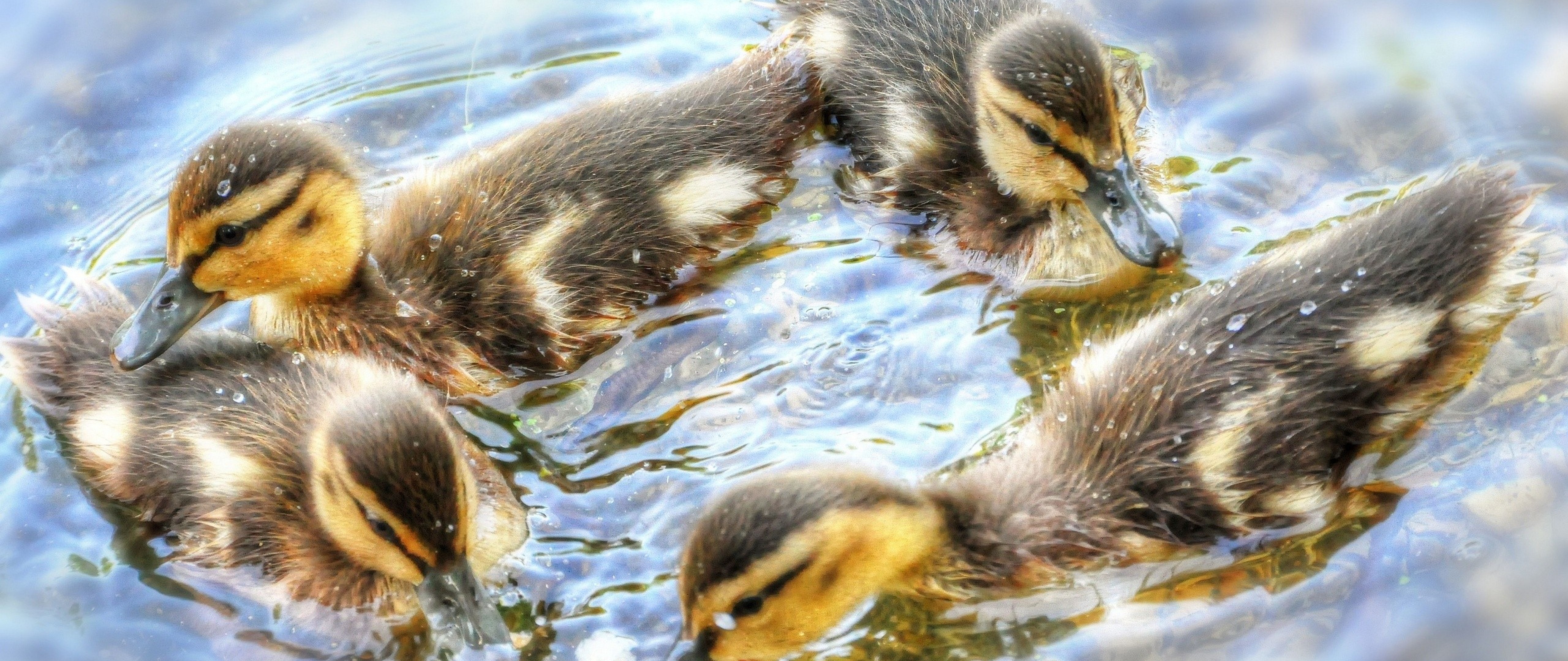 Baby Ducks HD Wallpaper 4K Ultra HD Wide TV