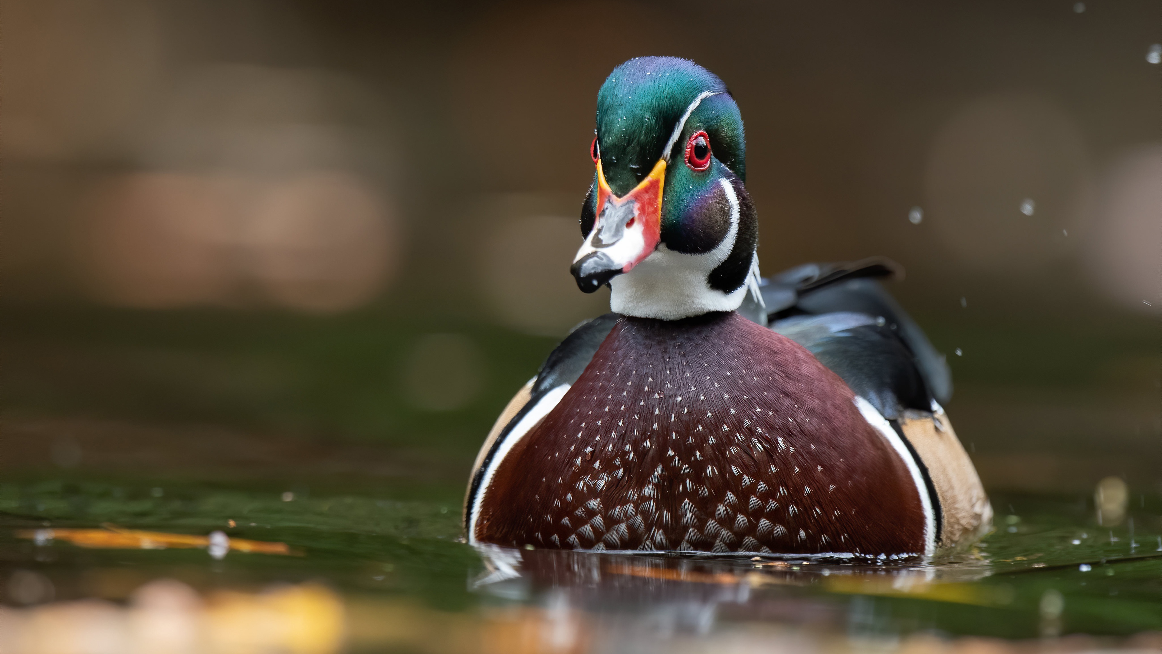 Wood Duck 4k Ultra HD Wallpaper