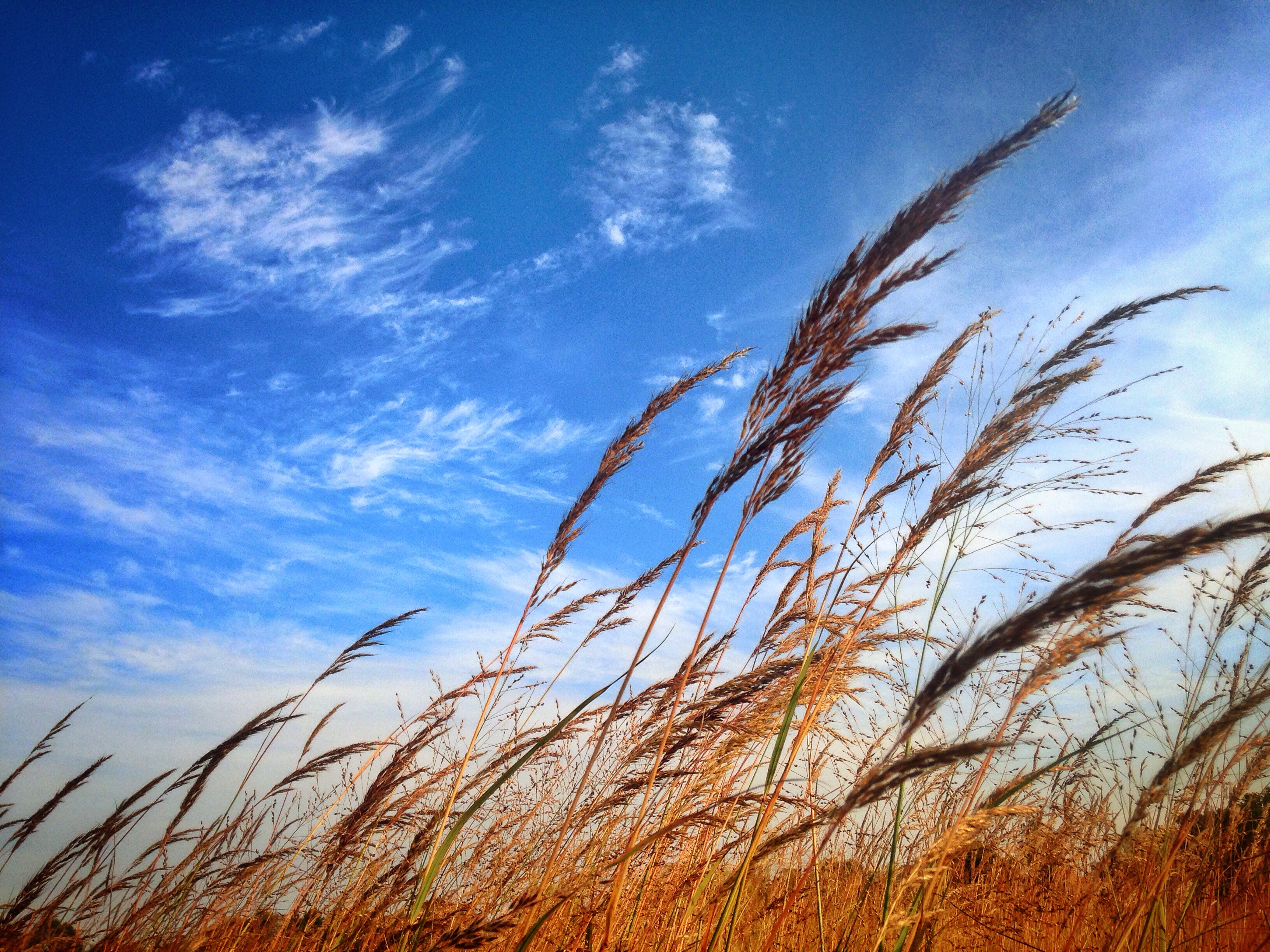Wallpaper, autumn, sky, cloud, fall, grass, clouds, wind, wheat, grain, dry, windy 3264x2448