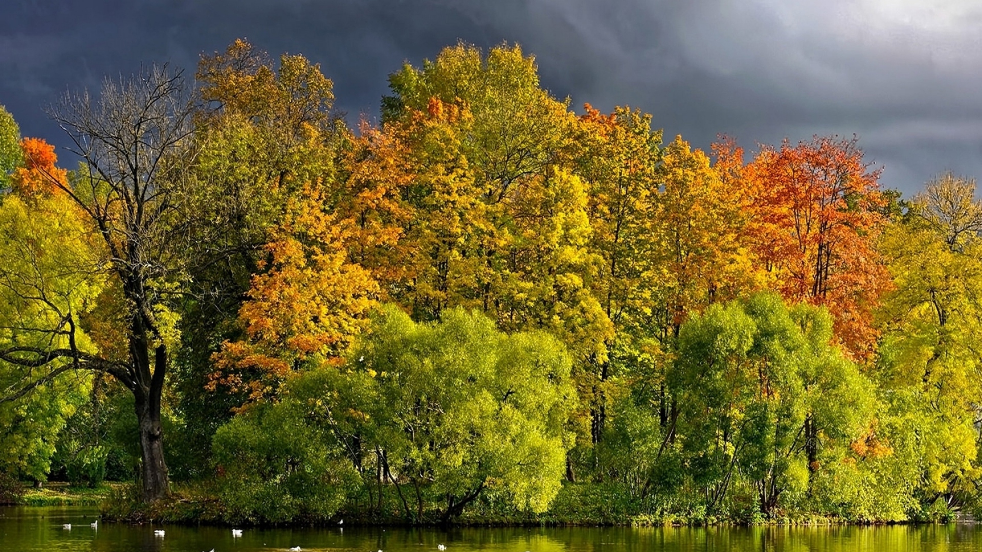 Download Wallpaper 1920x1080 trees, lake, autumn, cloudy, clouds, coast, wefts Full HD 1080p HD Background