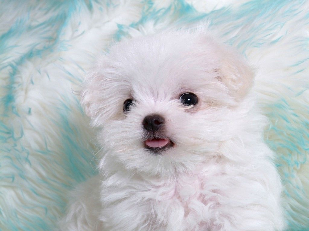 Cute White Puppies. In Photo. Funny And Cute Animals. Cute puppy wallpaper, Very cute dogs, Cute baby animals