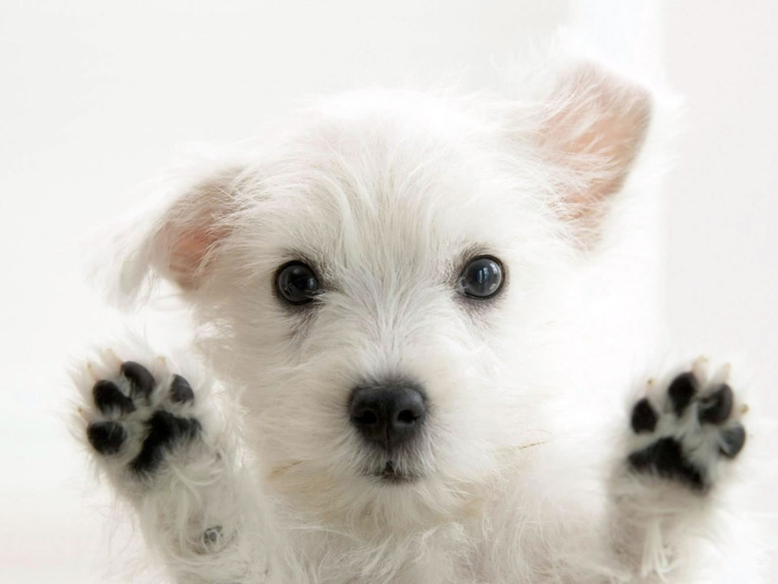View Cute Little White Dog wallpaper. Download Cute Little White Dog 1989 - Little Puppies Wallpaper