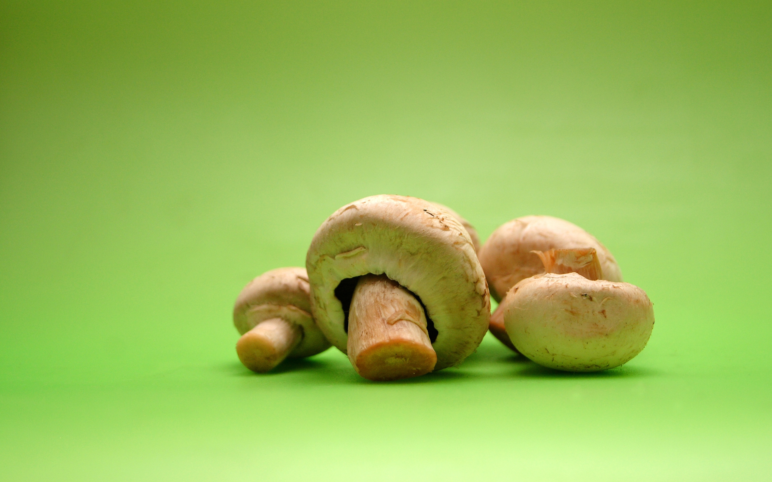 Mushroom wallpaper. Mushroom