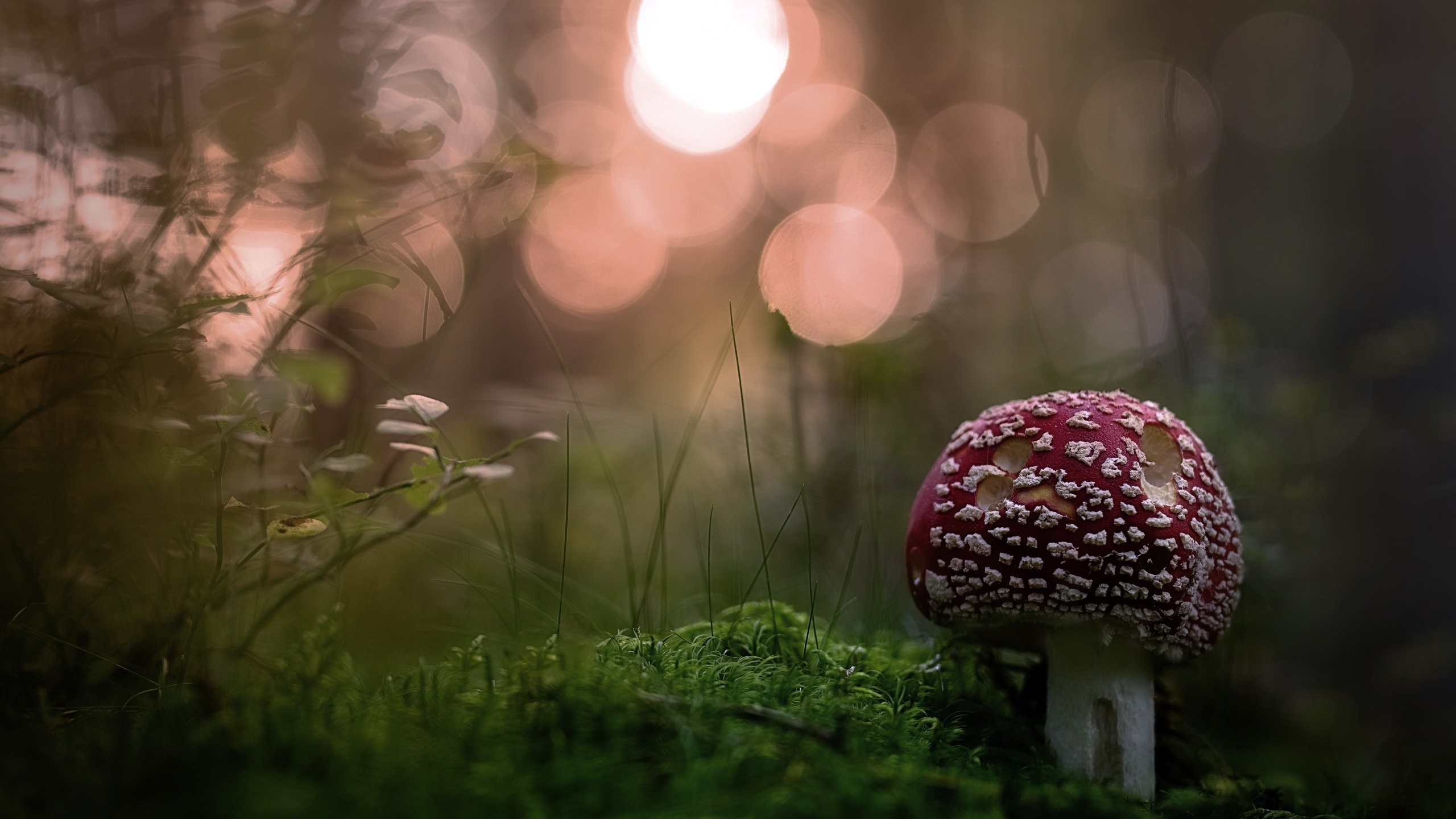 Mushroom 1440P Resolution HD 4k Wallpaper, Image, Background, Photo and Picture