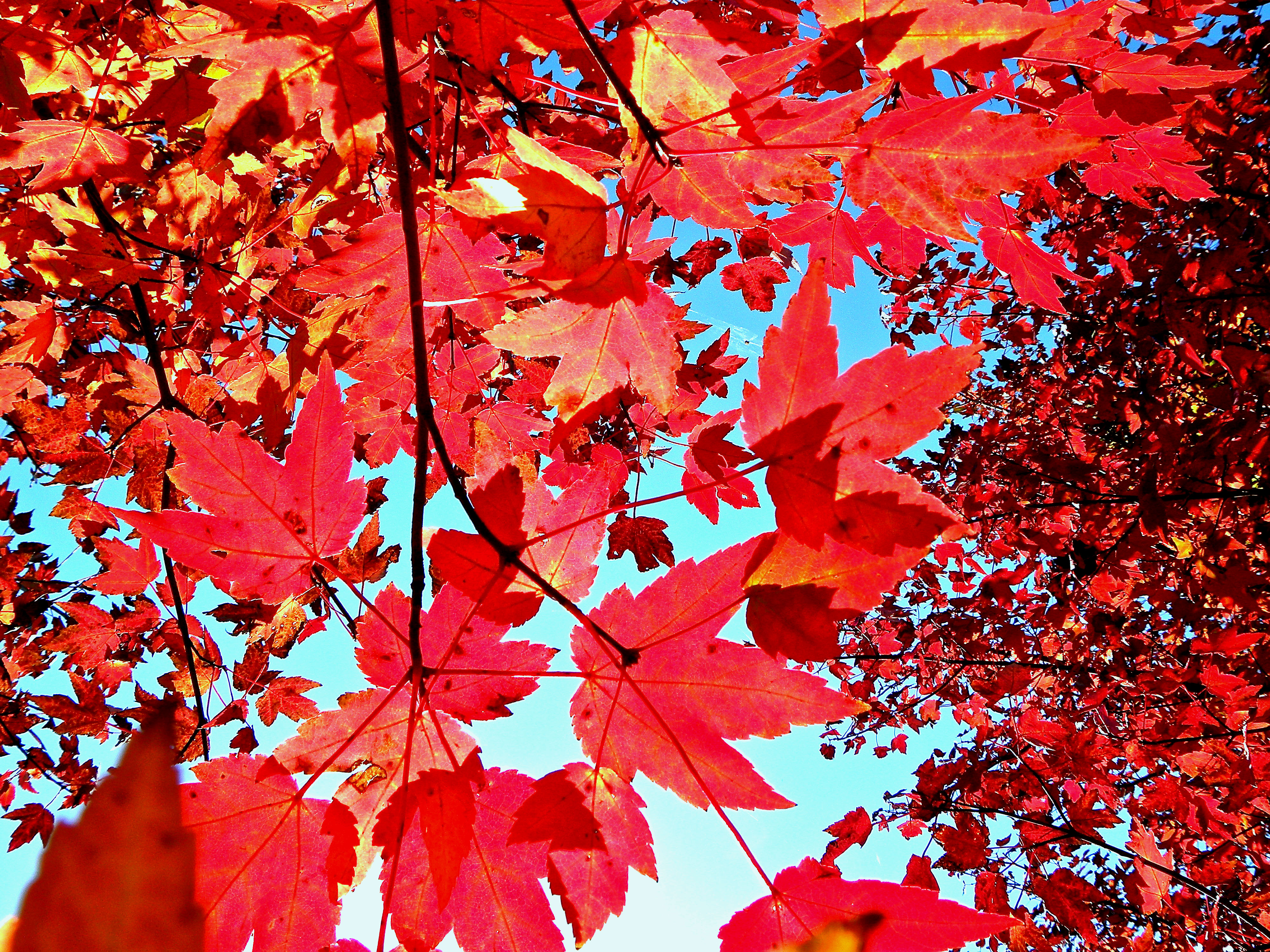 Free download Autumn Leaves Background Wallpaper [4000x3000] for your Desktop, Mobile & Tablet. Explore Fall Tumblr Wallpaper. Cute Wallpaper Tumblr, Tumblr Wallpaper for Computers, Tumblr Wallpaper iPhone
