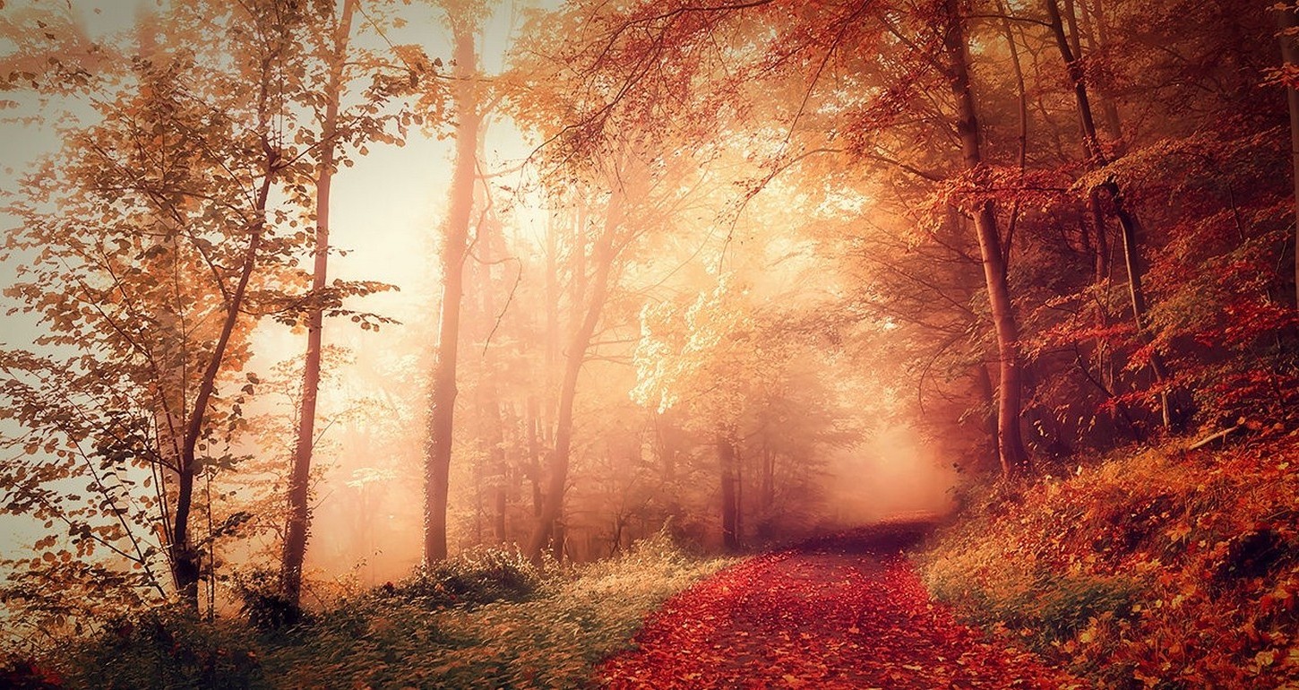 nature, Landscape, Fall, Forest, Mist, Path, Dirt Road, Sunrise, Sunlight, Red, Leaves, Trees, France Wallpaper HD / Desktop and Mobile Background