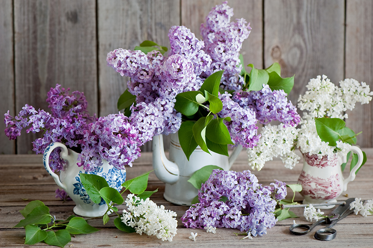 Desktop Wallpaper Lilac flower Many