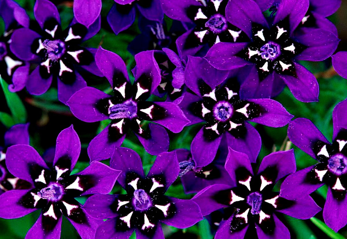 4K Lilac wallpaper. Download Free background