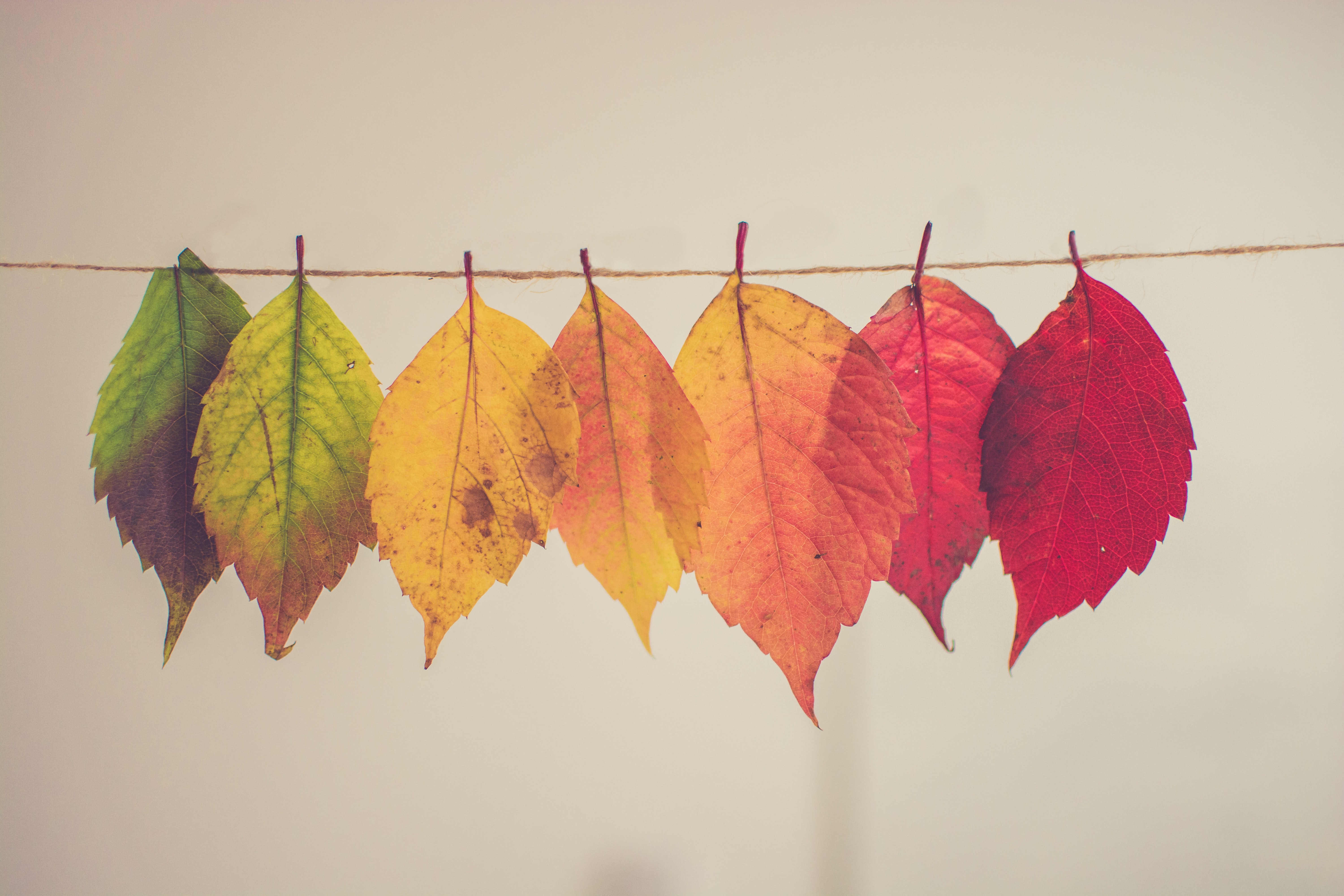 Fall Background Ideas, Examples & Inspiration Design Inspiration