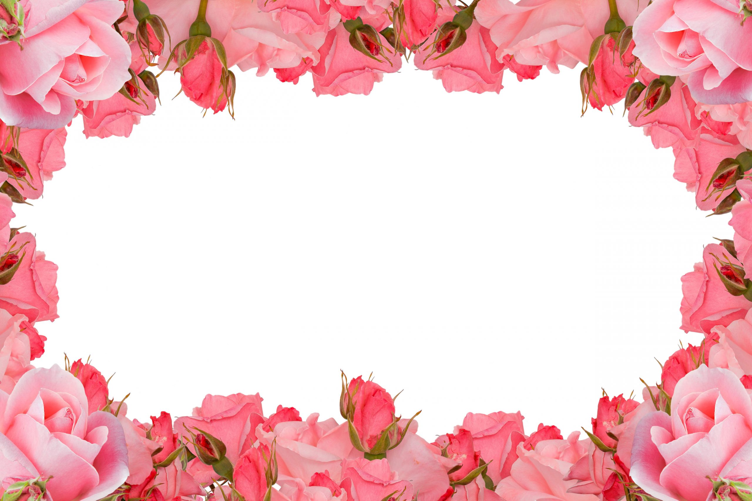 Pink floral frame wallpaper, roses frame, flower, romance, love, blooming • Wallpaper For You HD Wallpaper For Desktop & Mobile