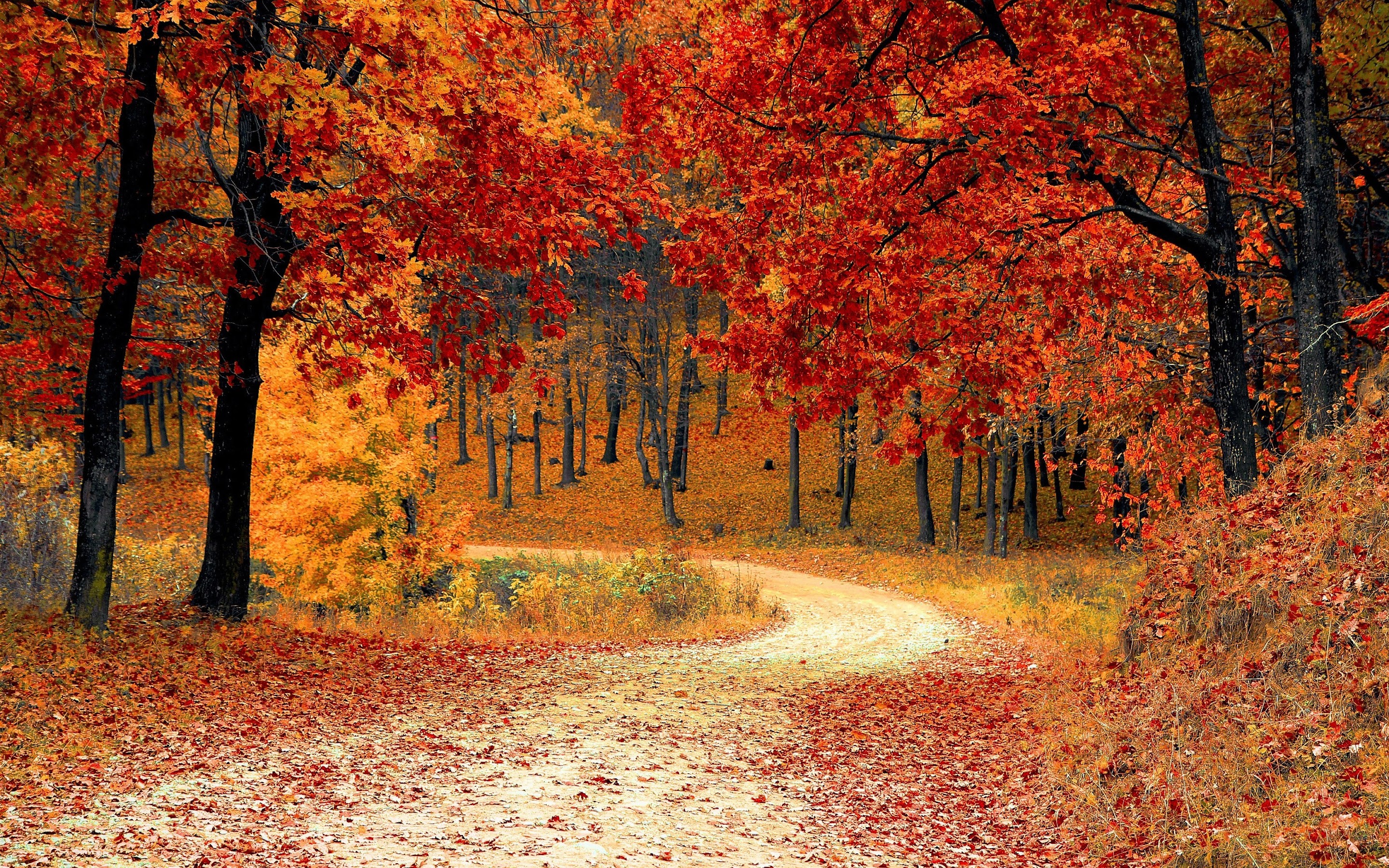Autumn Trees Forest 4K Wallpapers