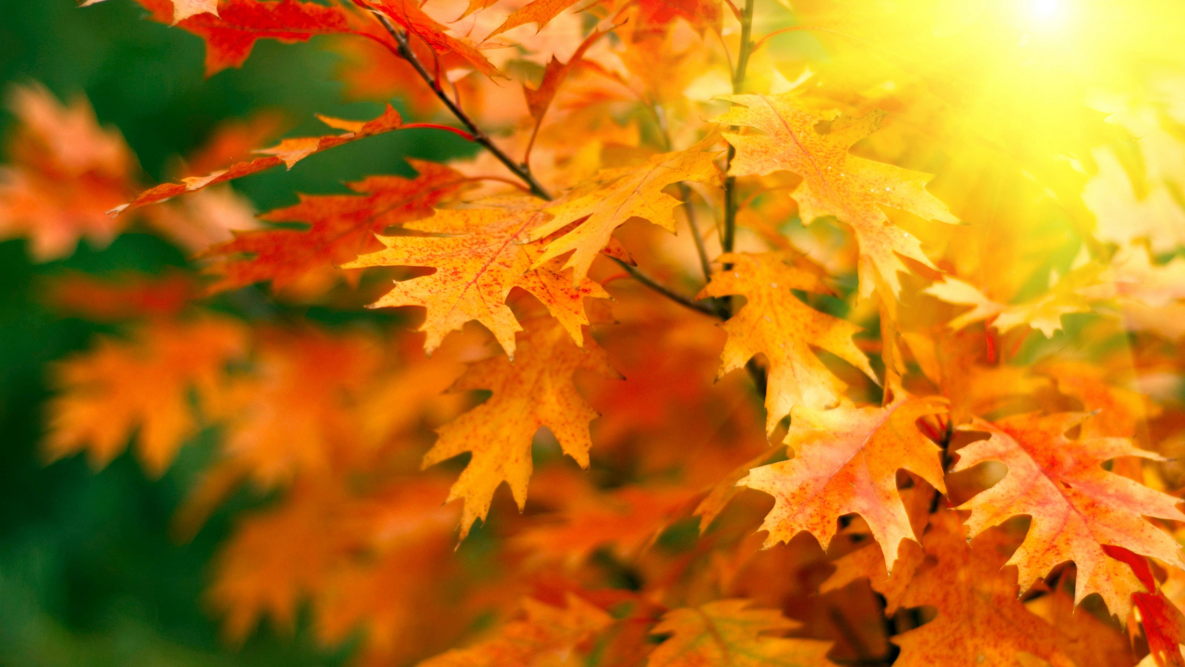 4K Autumn Leaf Wallpaper for Pc Download Free