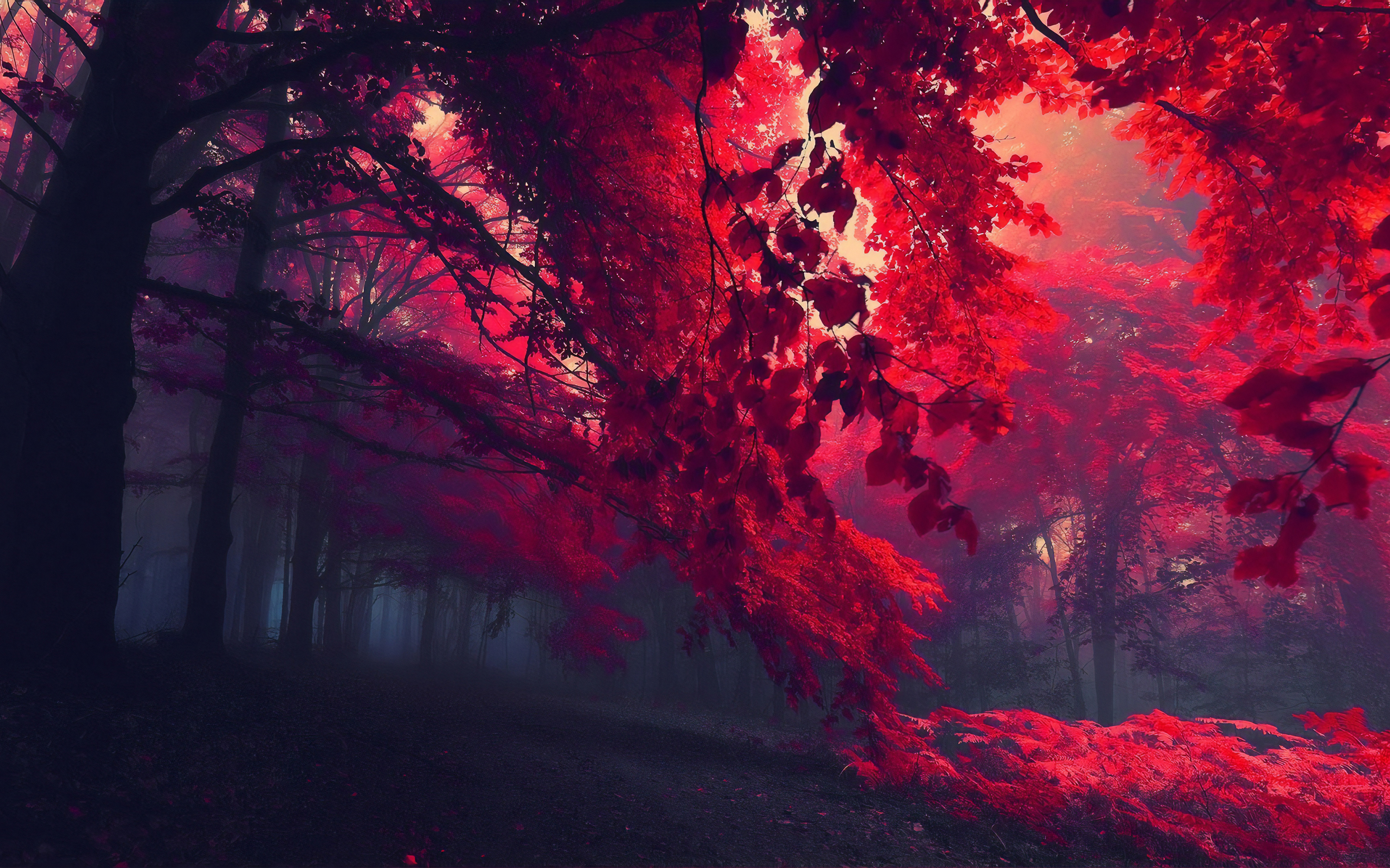Dark Red Autumn Forest 4k HD 4k Wallpaper, Image, Background, Photo and Picture