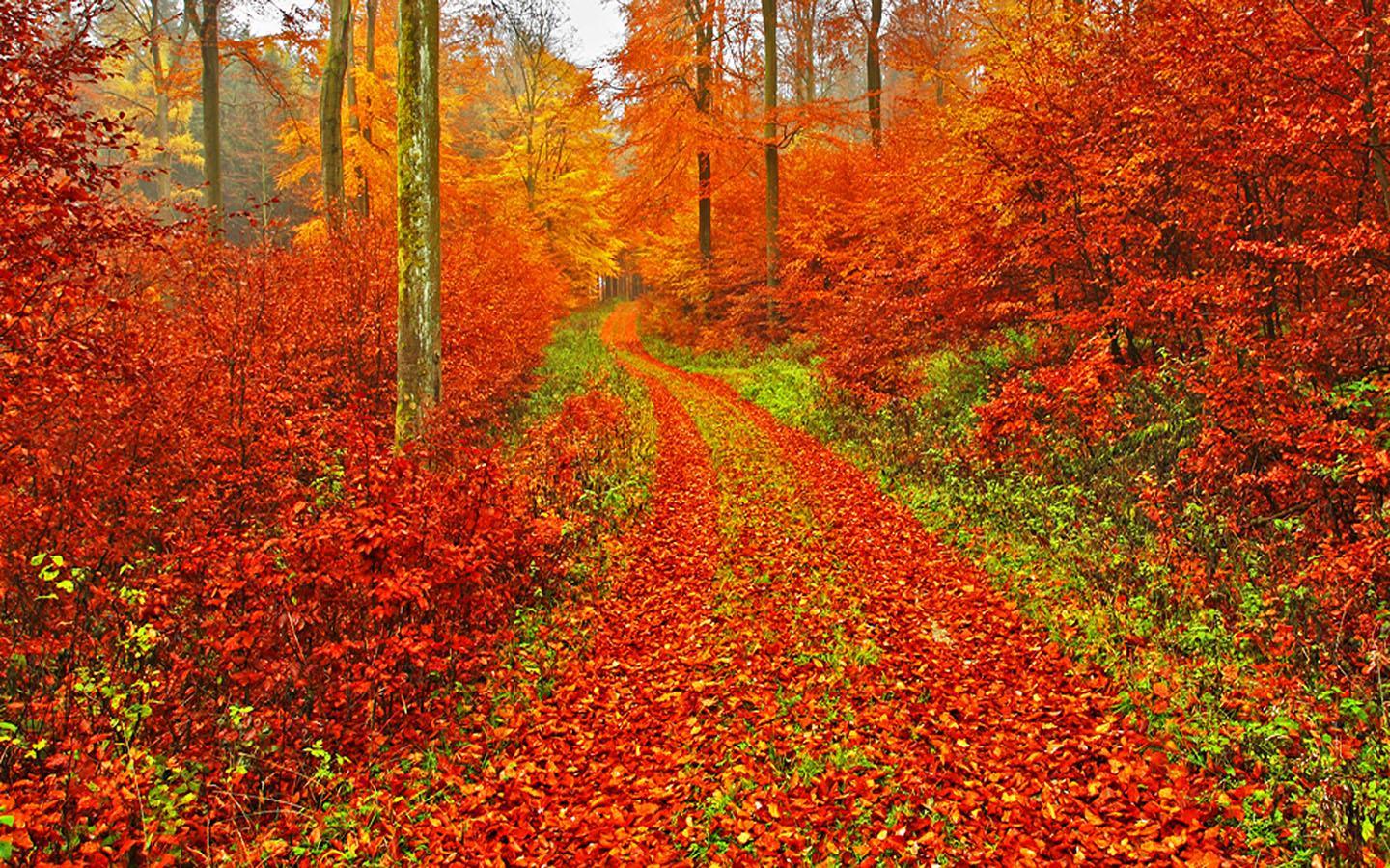 Autumn Wallpaper for Android