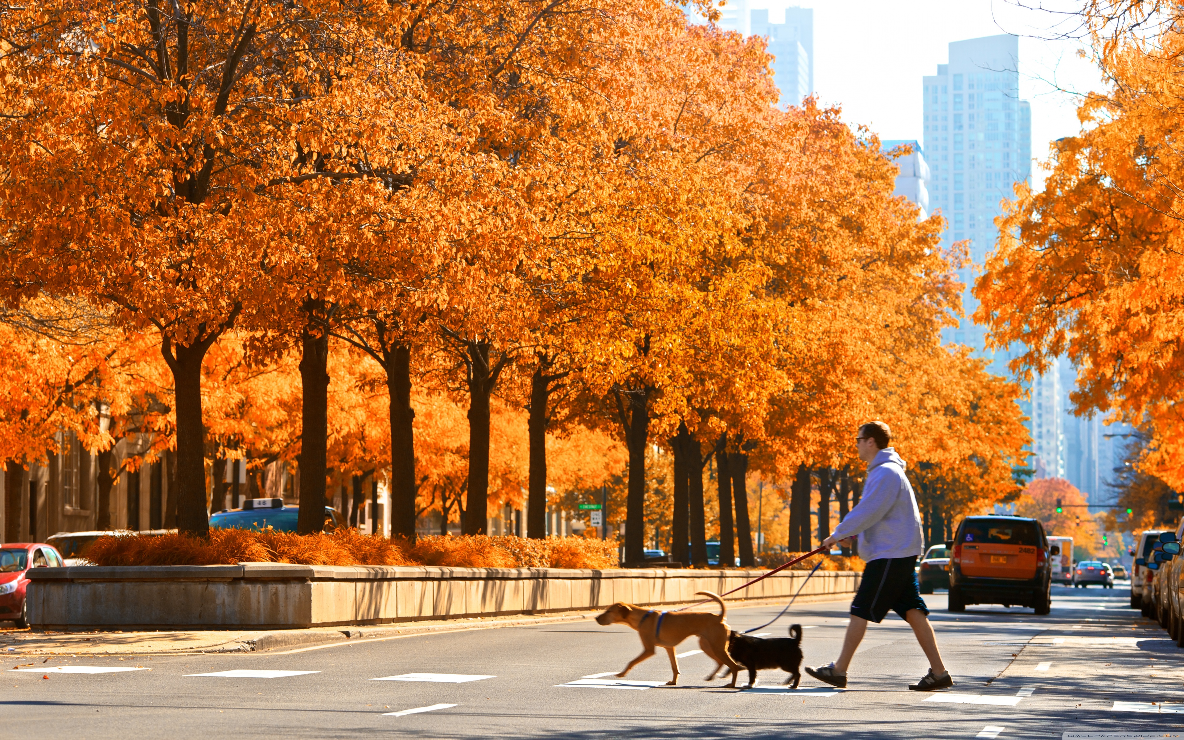 LaSalle Street, Chicago, Autumn Ultra HD Desktop Background Wallpaper for 4K UHD TV, Tablet