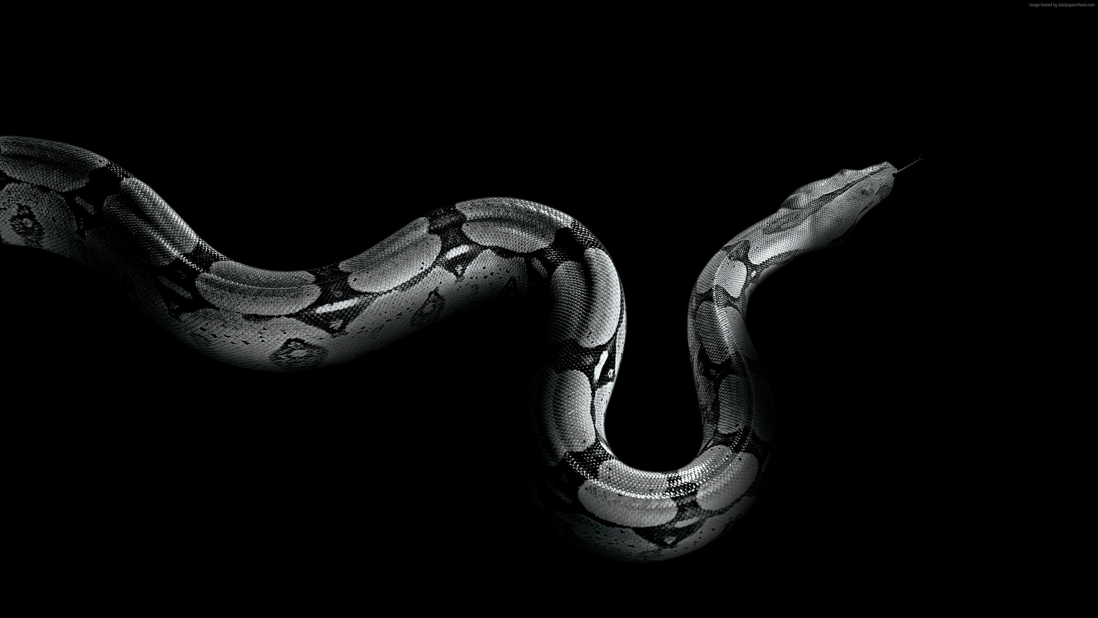 Python Snake Wallpaper Free Python Snake Background