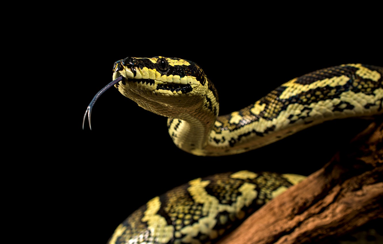 Wallpaper yellow, snake, Python image for desktop, section животные