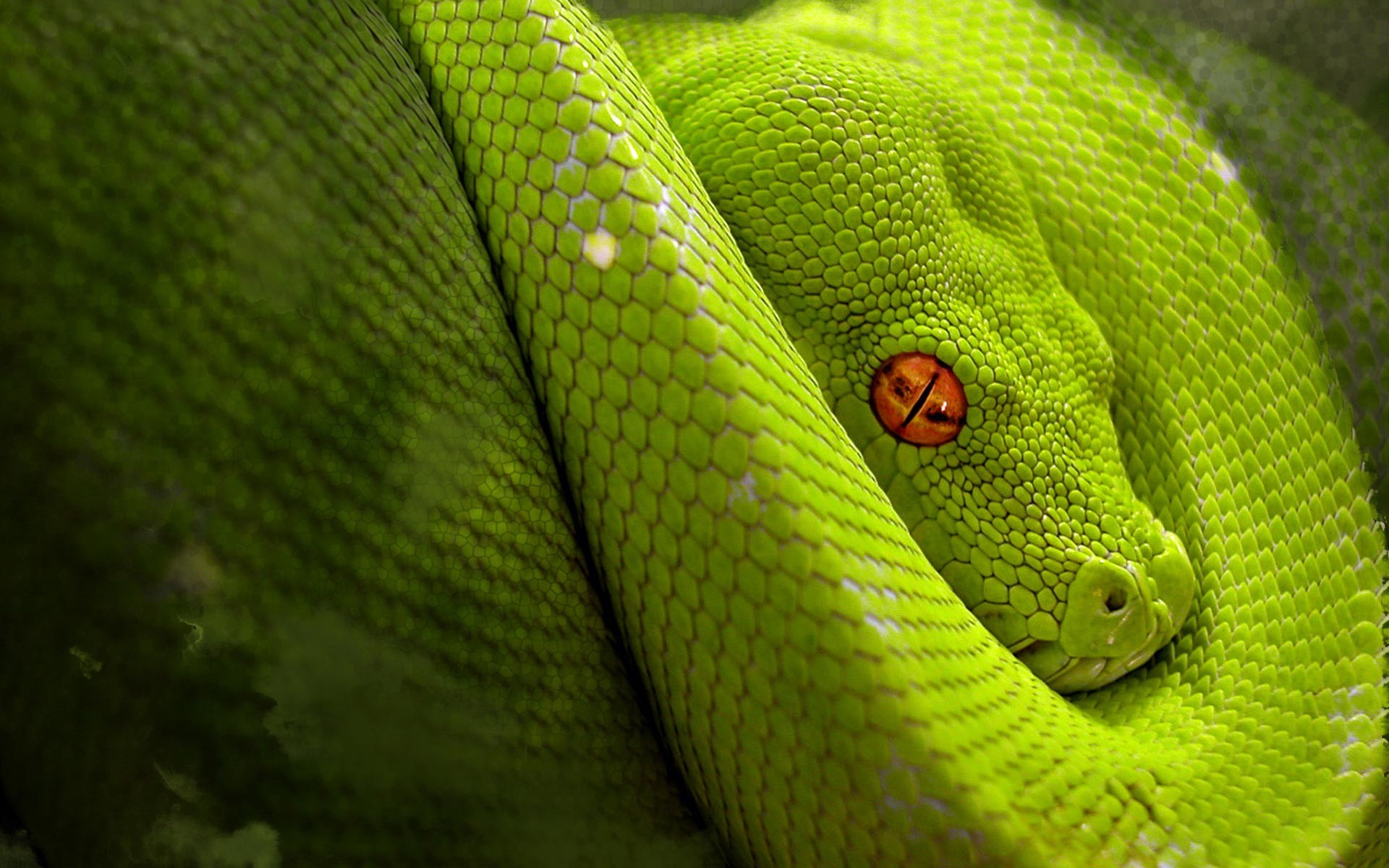Python Snake Wallpaper