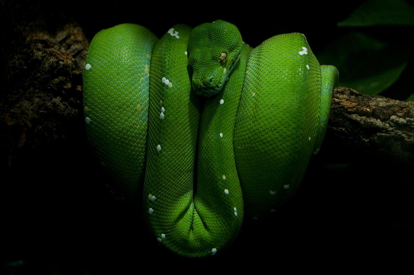 green python Wallpaper and Background Imagex966