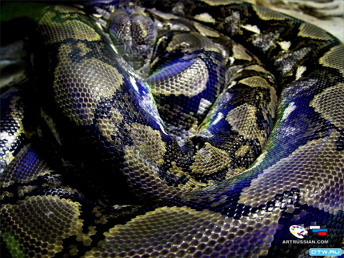 Snake, Reptile, Python wallpaper. Free TOP picture