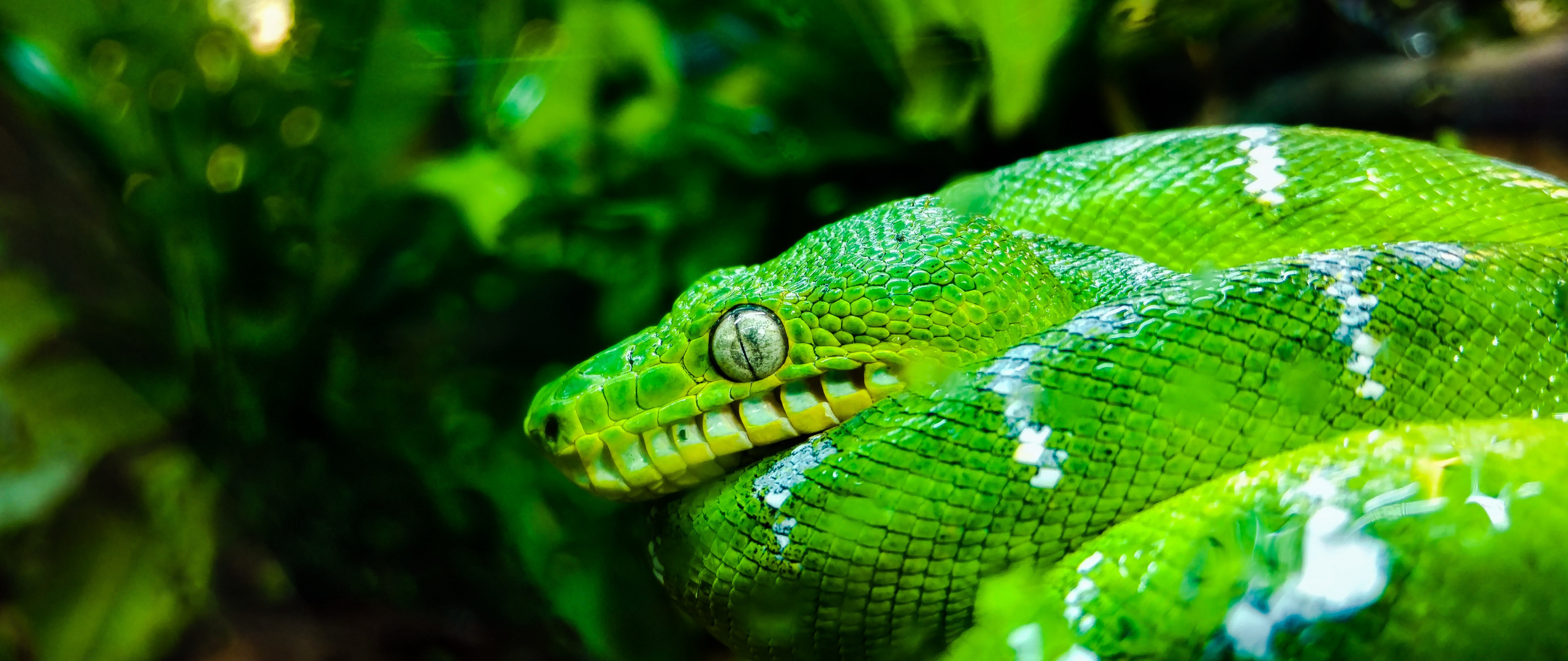 Desktop Wallpaper Green Python, Snake, Reptile, HD Image, Picture, Background, Y4s Qi