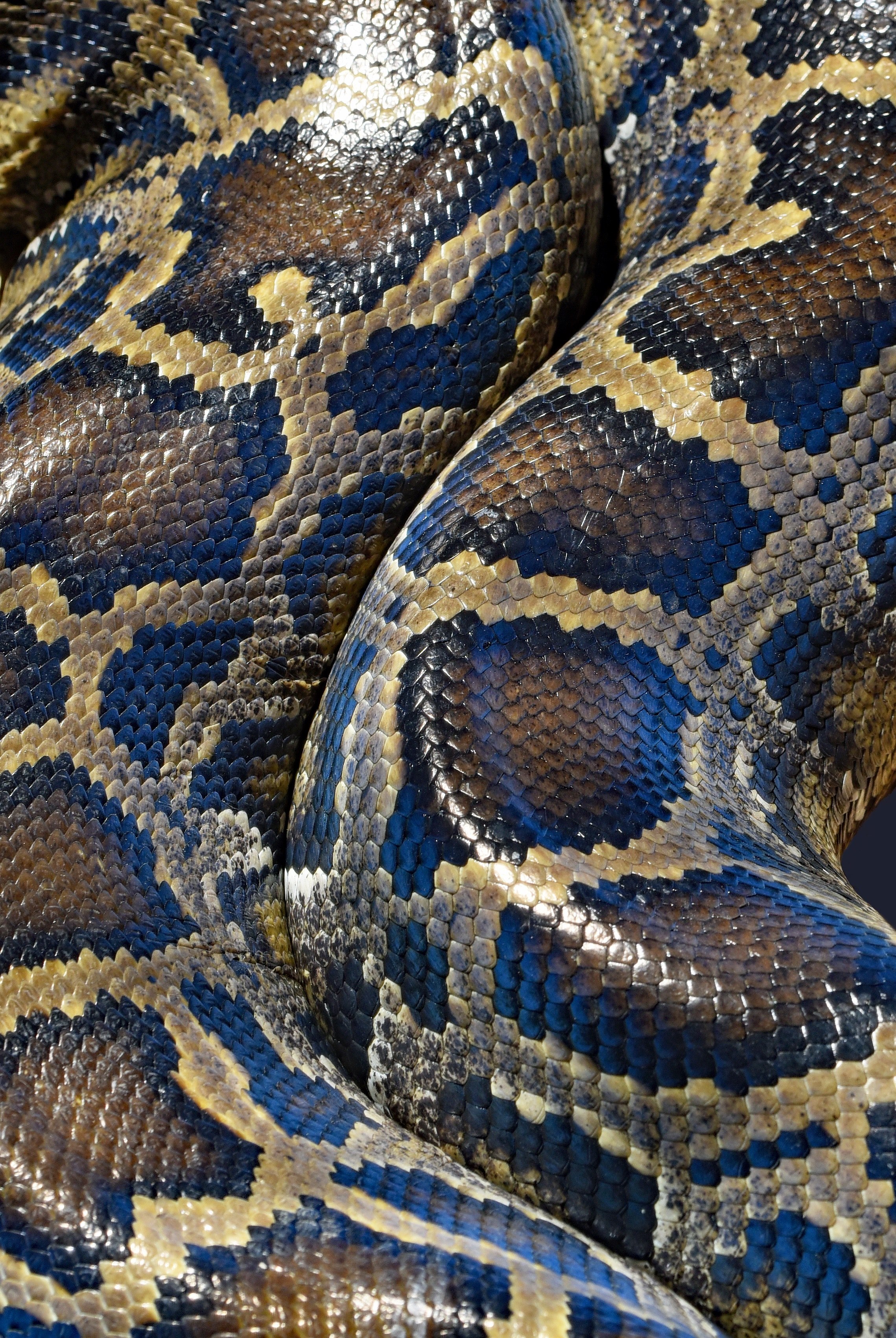 Wallpaper / burmese python snake 4k wallpaper