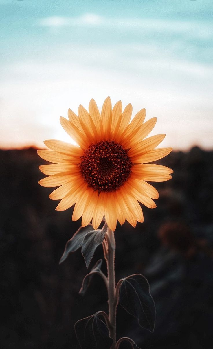 Fall Sunflower Wallpaper