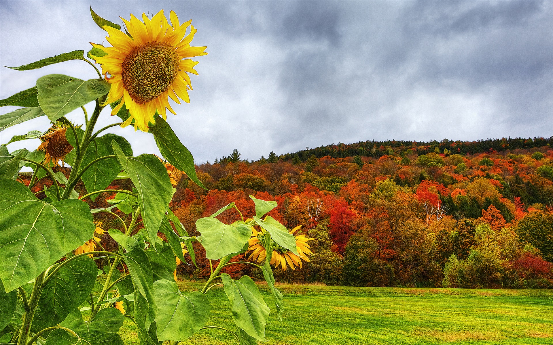 Wallpaper Sunflower, mountain, trees, grass, autumn 1920x1200 HD Picture, Image